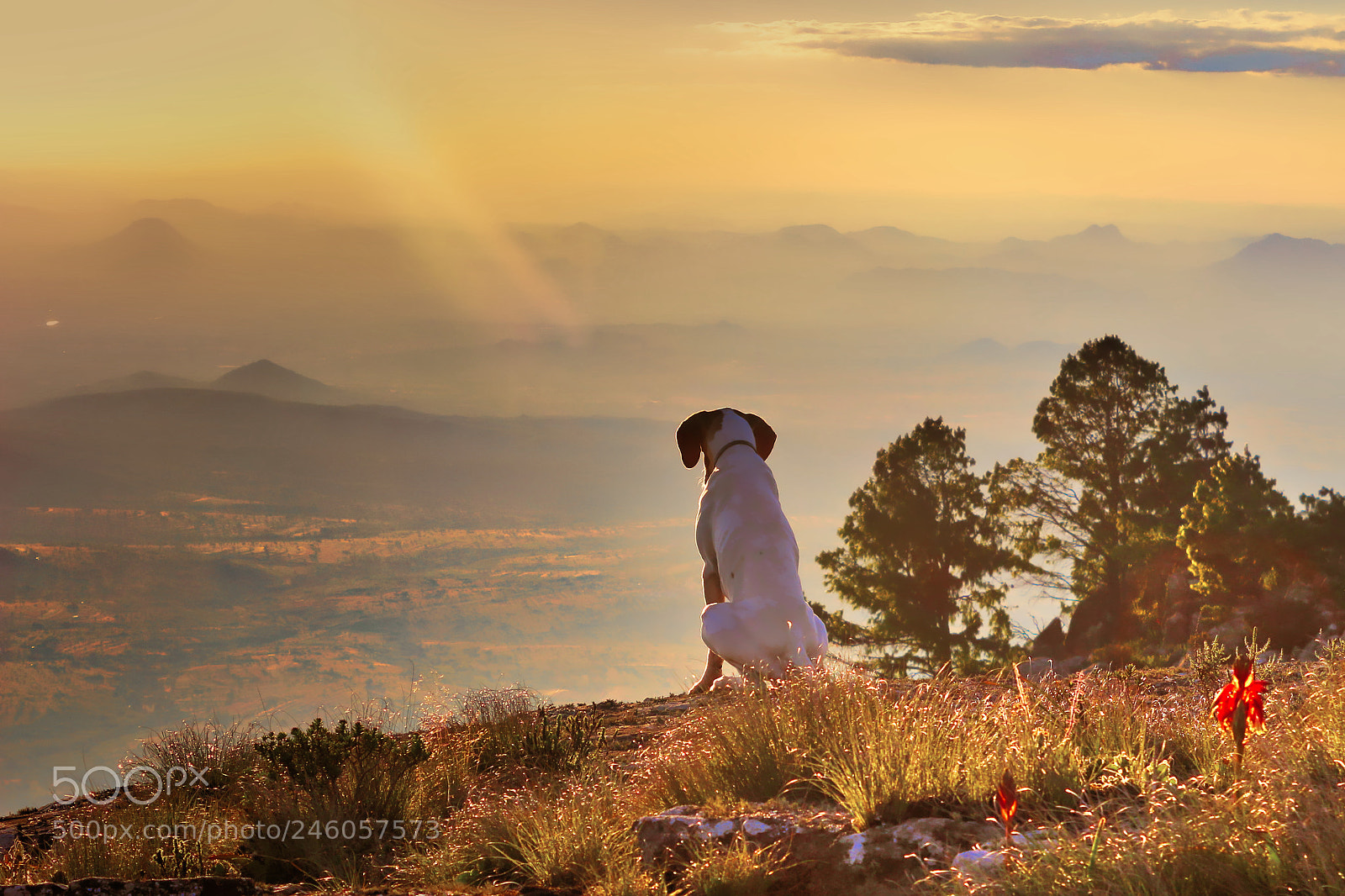 Canon EOS 100D (EOS Rebel SL1 / EOS Kiss X7) sample photo. Dad's dog enjoying sunset! photography