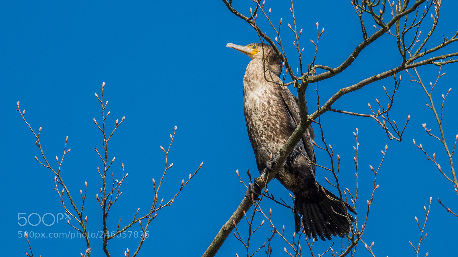 Nikon D500 sample photo. Aalscholver photography