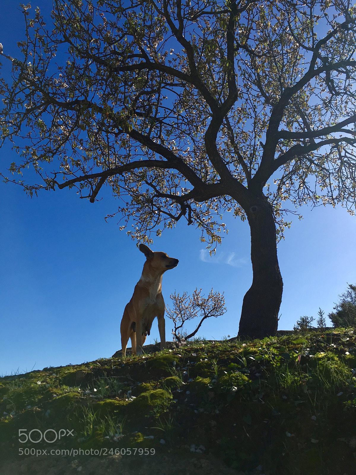 Apple iPhone SE sample photo. Una randagia cerca cibo photography