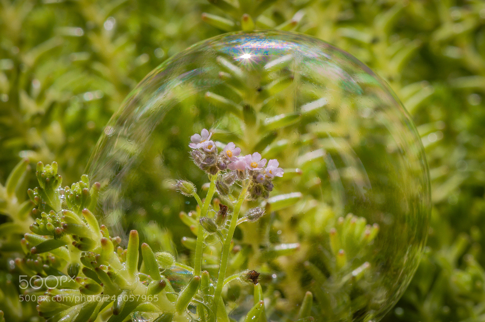 Nikon D5000 sample photo. In a separate world photography