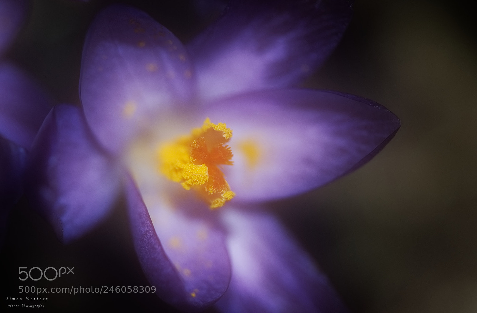 Nikon D5600 sample photo. Crocus 2 photography