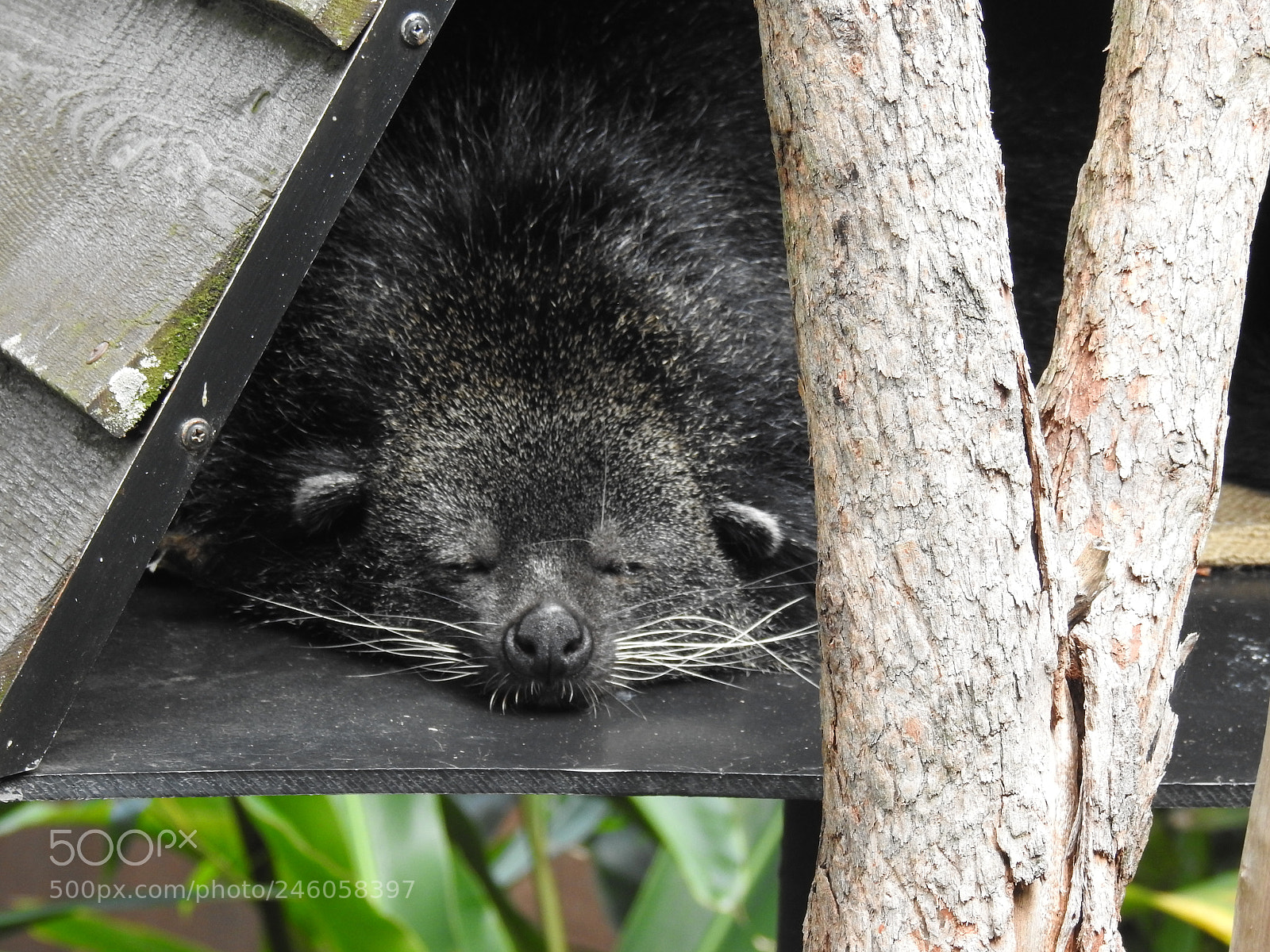 Nikon Coolpix P900 sample photo. Binturong sleeping photography