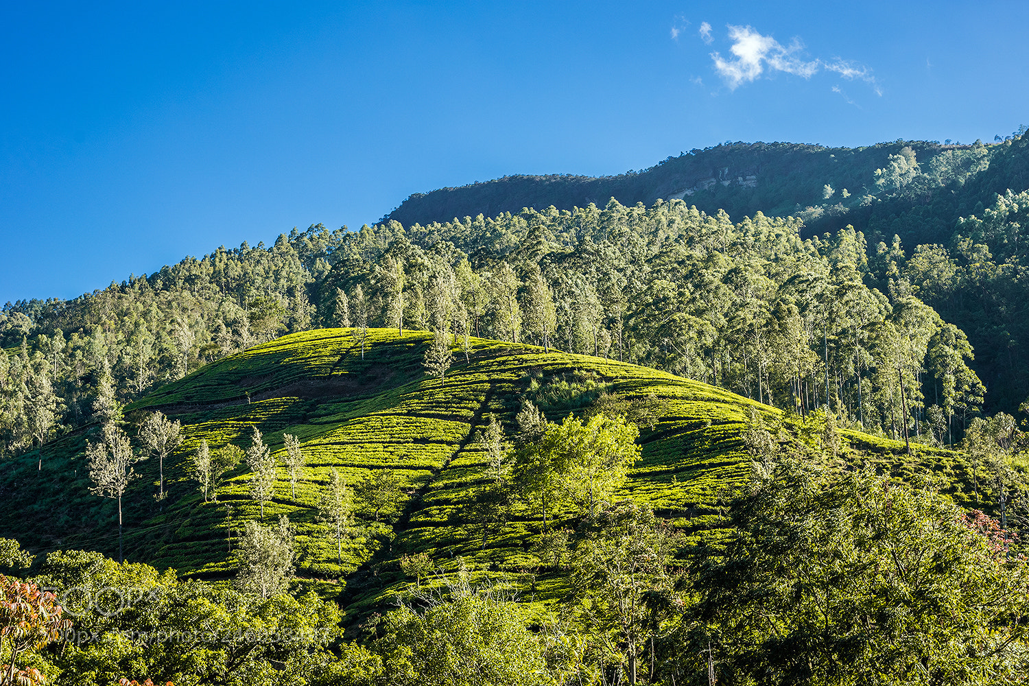 Sony a99 II sample photo. Tea plantation photography