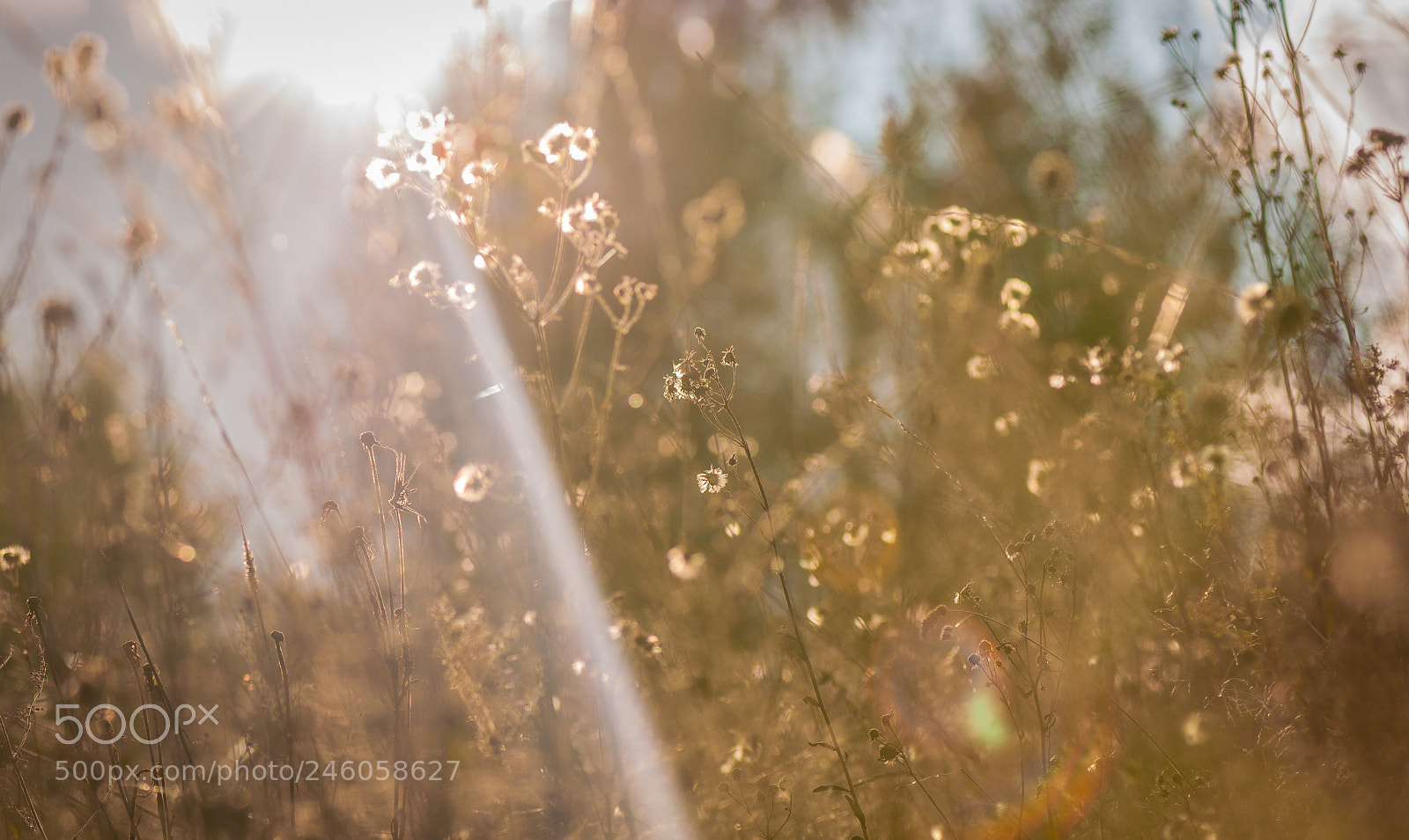 Nikon D5000 sample photo. Penetration photography