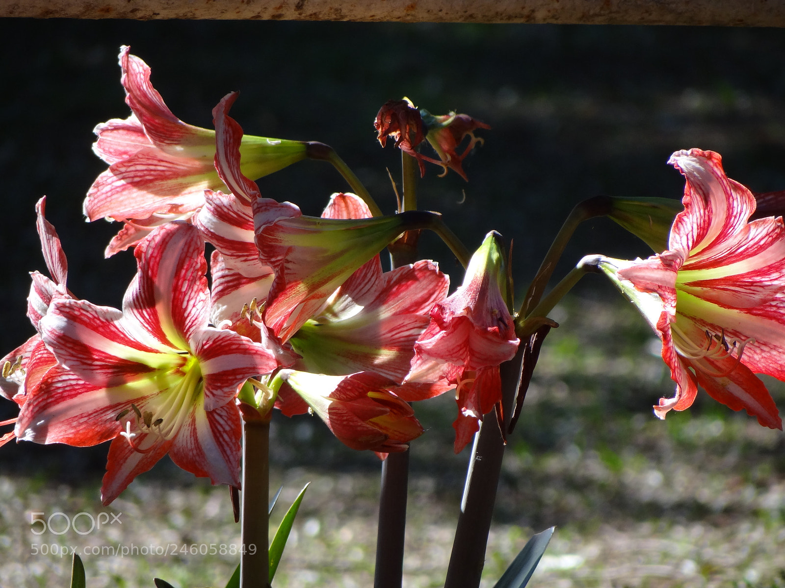 Sony Cyber-shot DSC-HX100V sample photo. Flowers photography