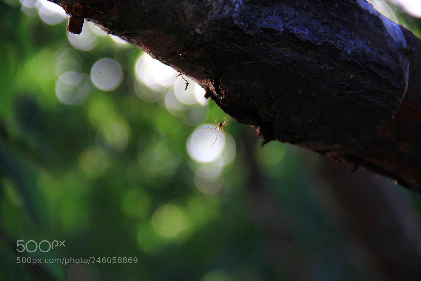 Canon EF-S 18-135mm F3.5-5.6 IS sample photo. Img photography