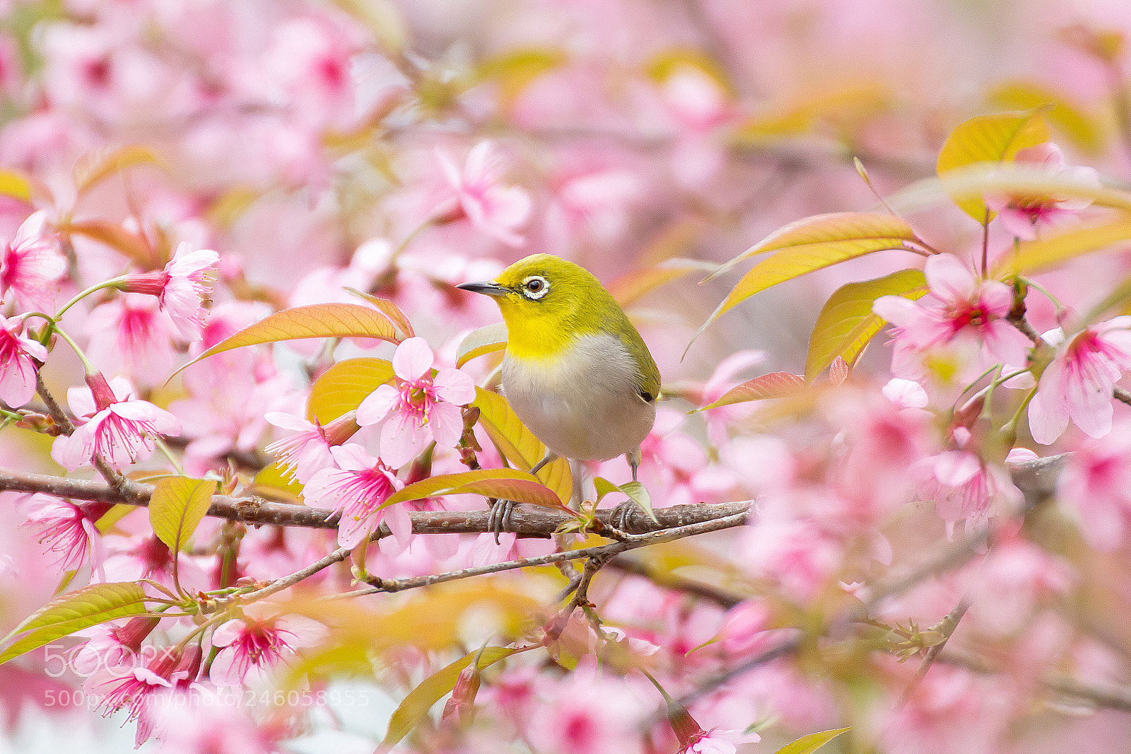 Canon EOS 60D sample photo. Japanese white-eye bird with photography