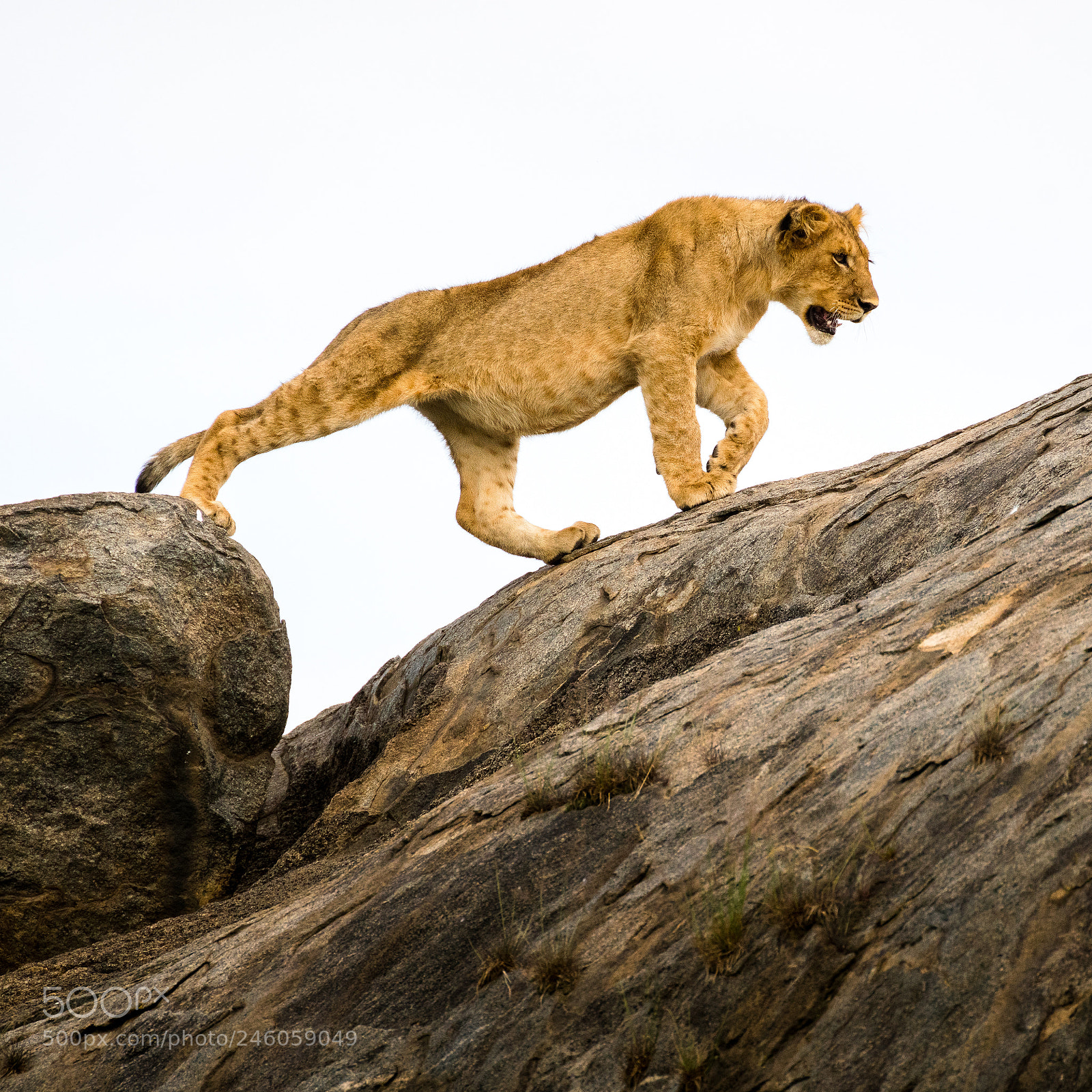 Sony a7R II sample photo. Lioness photography