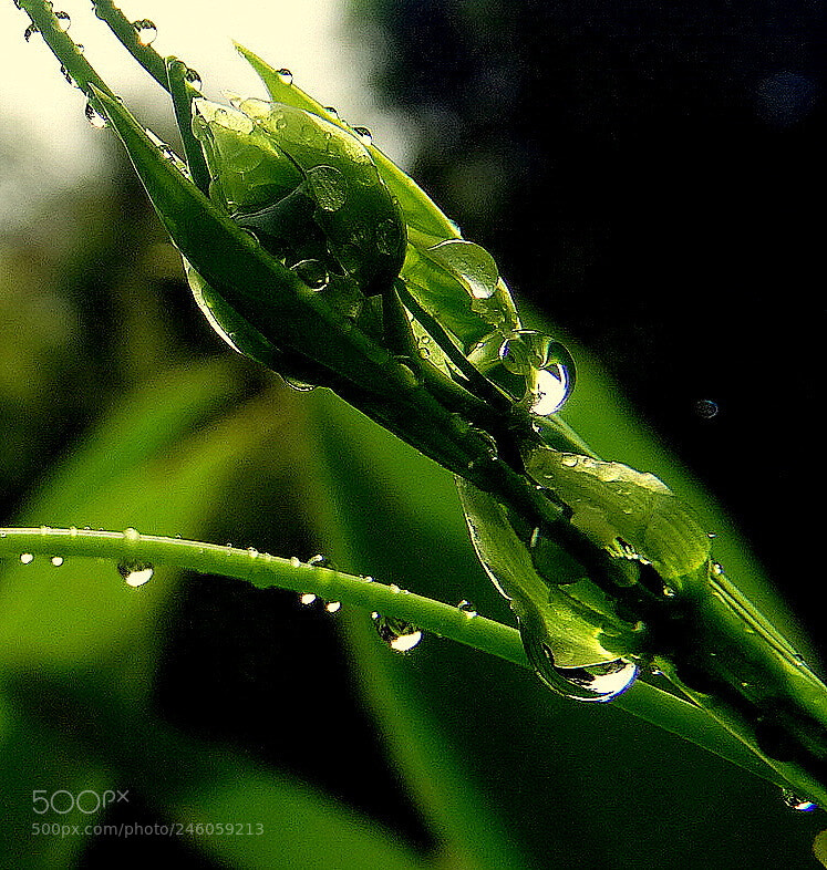 Sony Cyber-shot DSC-HX300 sample photo. After rain .... photography