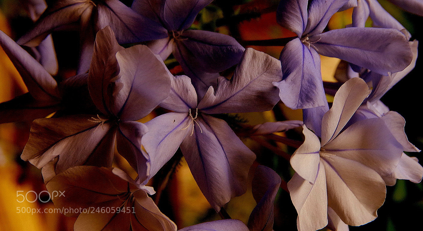 Sony Cyber-shot DSC-HX300 sample photo. Bela emilia ..... photography