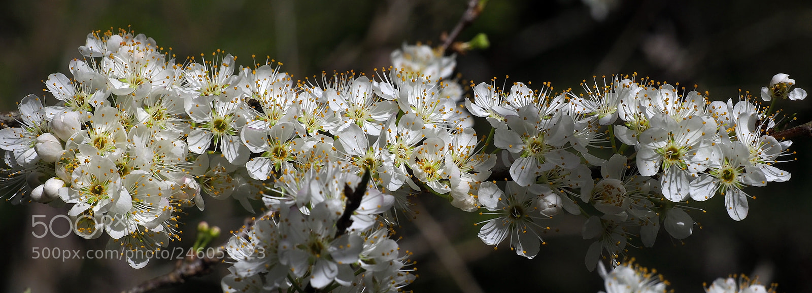 Olympus OM-D E-M1 Mark II sample photo. Joyful abundance photography