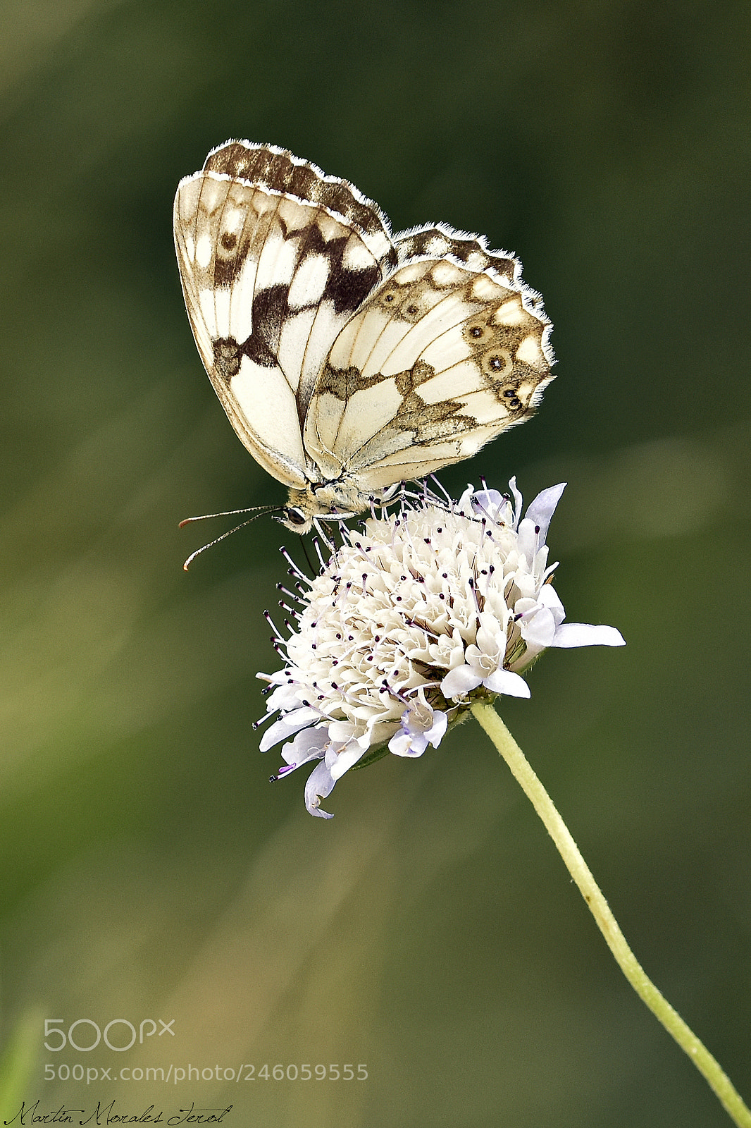Nikon D7200 sample photo. Melanargia lachesis photography