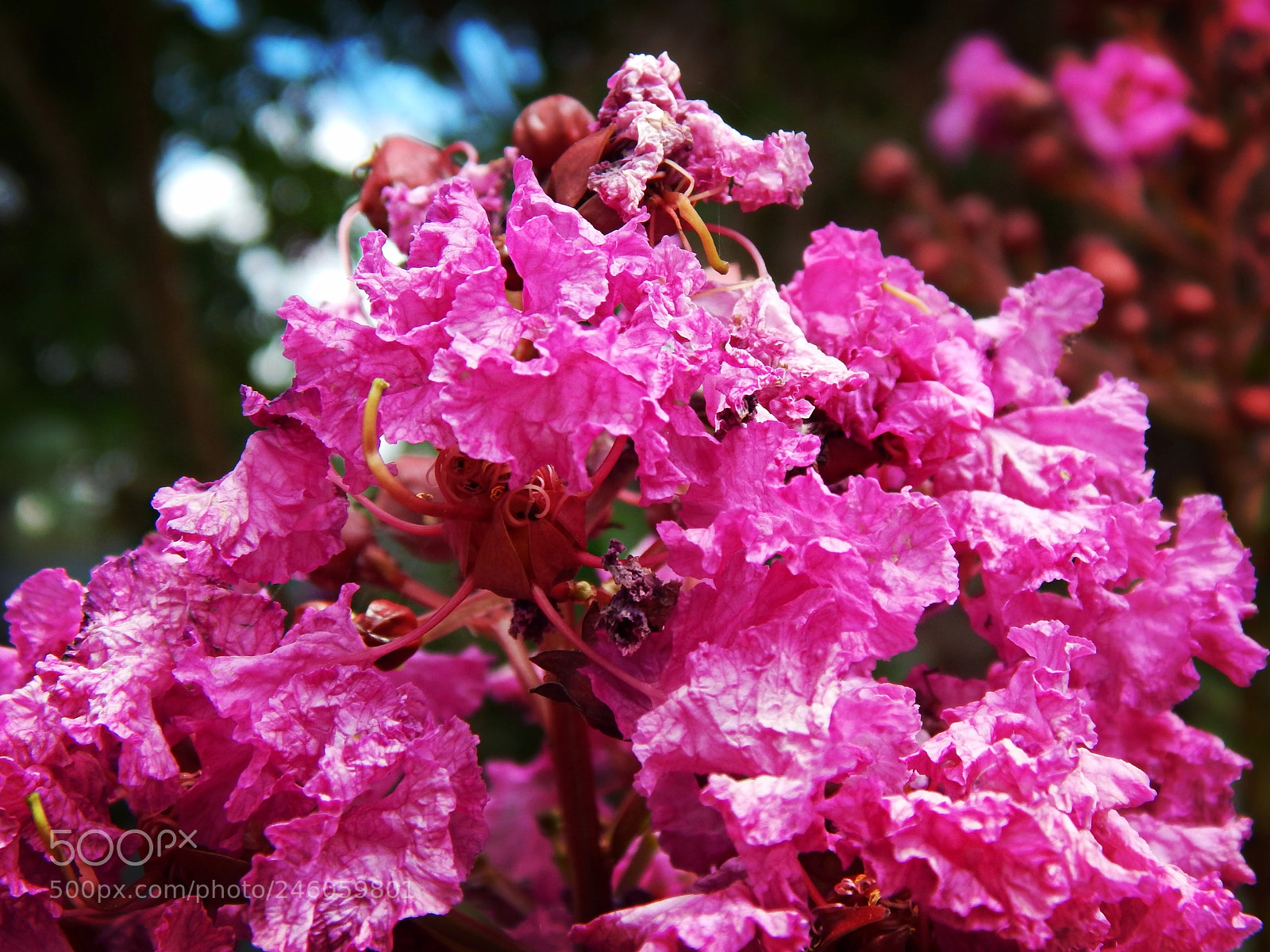 Nikon Coolpix L830 sample photo. Vivid dry flowers photography