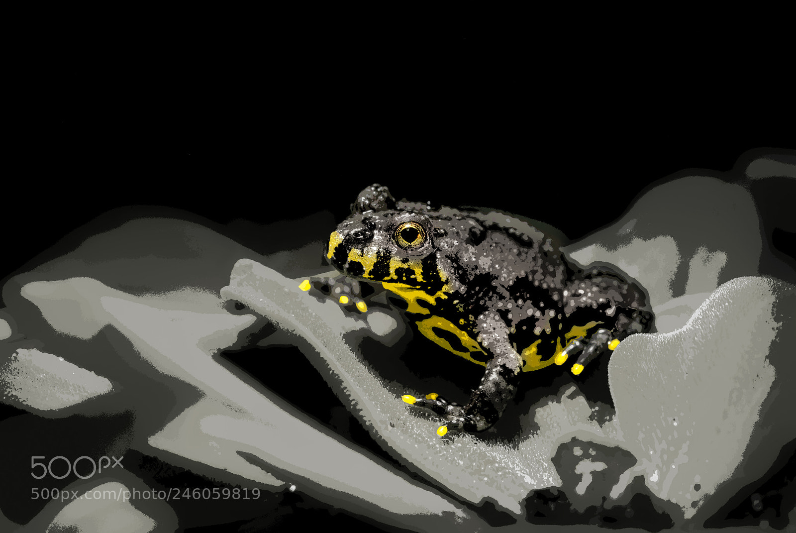 Nikon D80 sample photo. Fire toadling photography