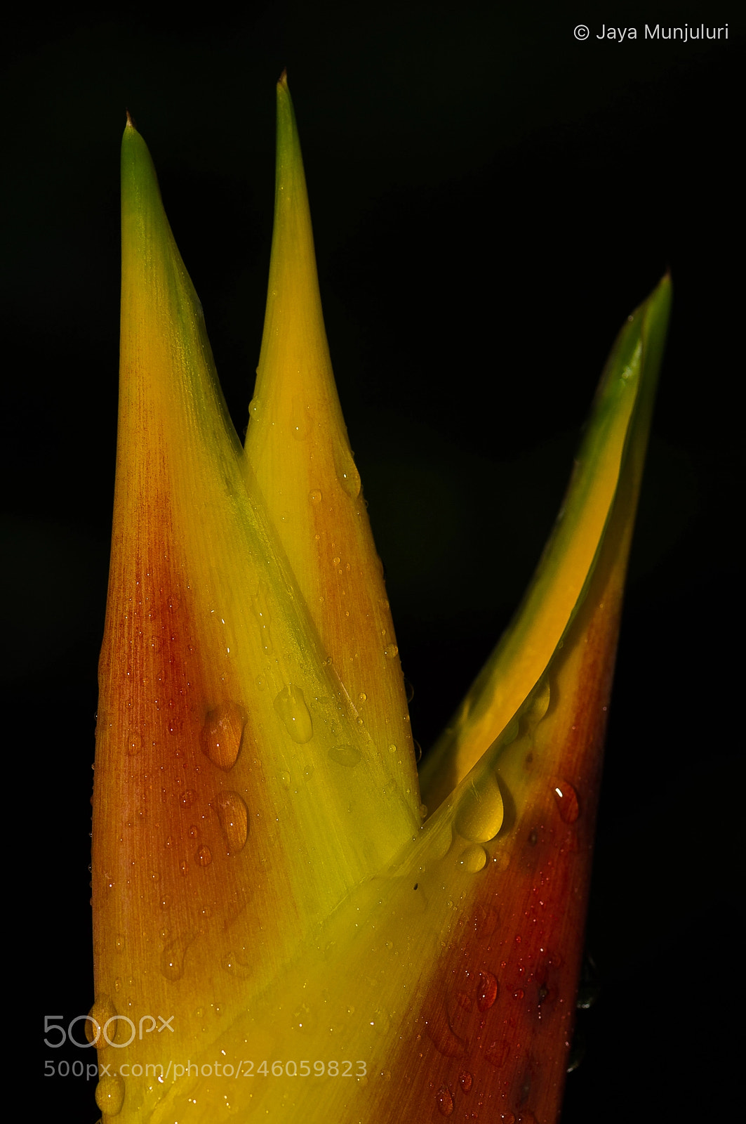 Nikon D4 sample photo. Dew drops photography