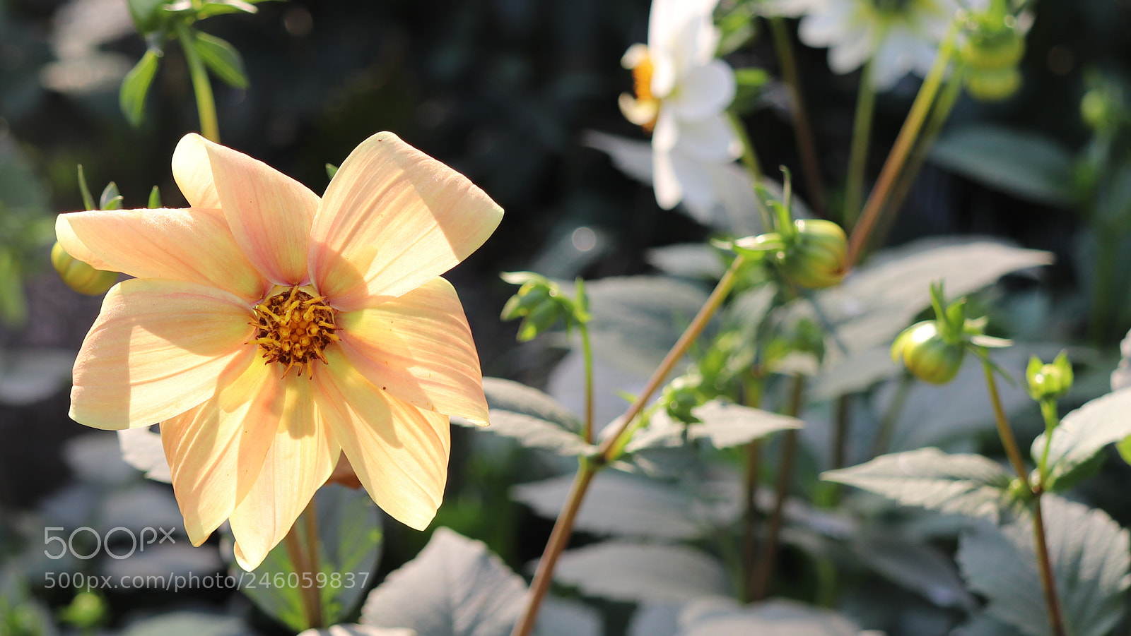 Canon EOS 800D (EOS Rebel T7i / EOS Kiss X9i) sample photo. Yellow flower photography