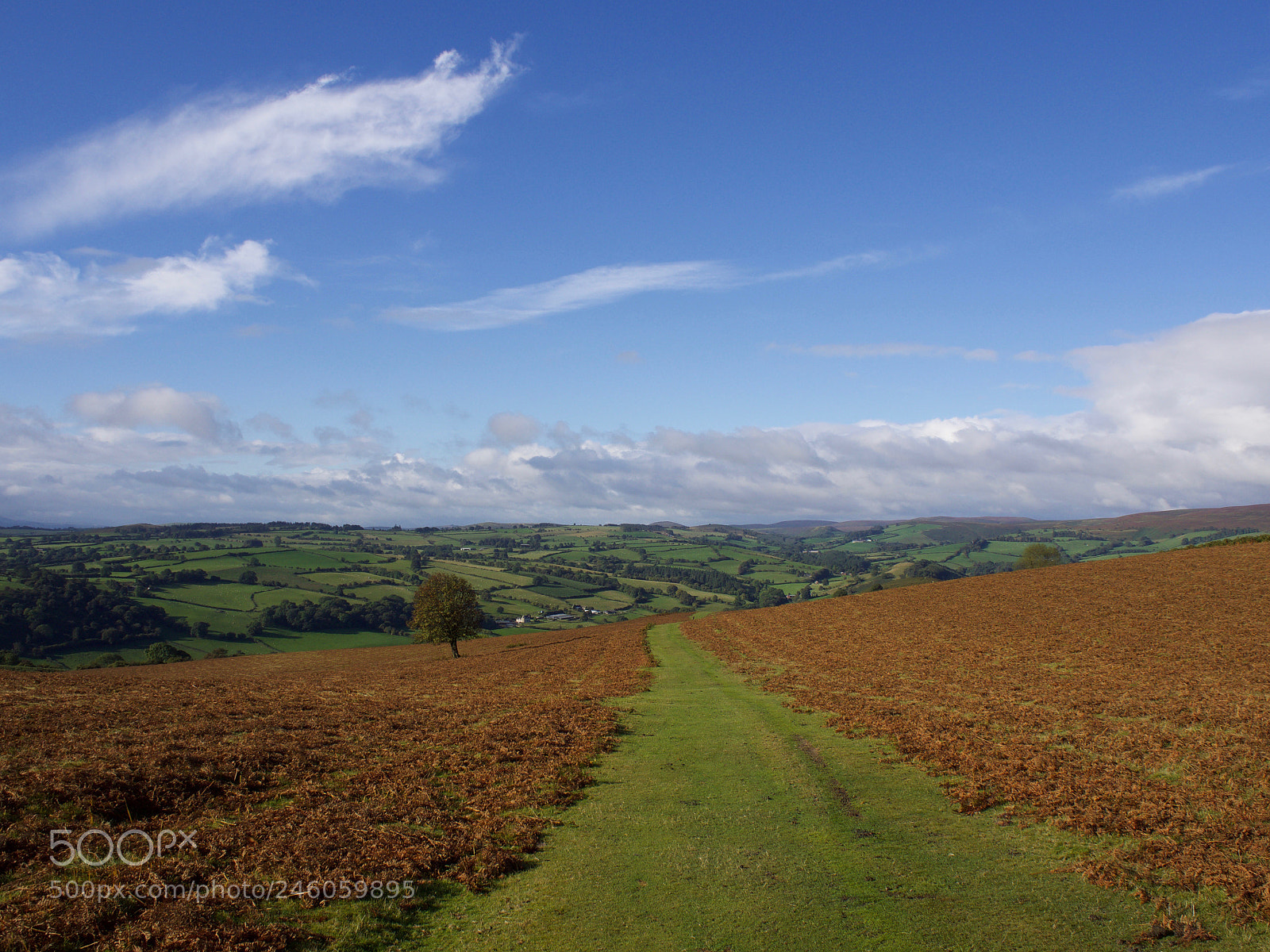 Olympus OM-D E-M10 II sample photo. Wales-meadows photography