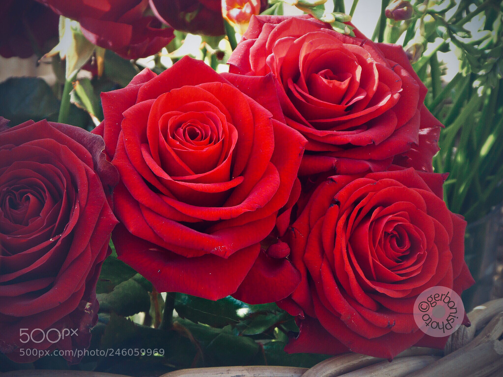 Panasonic Lumix DC-ZS70 (Lumix DC-TZ90) sample photo. Red roses for valentine photography