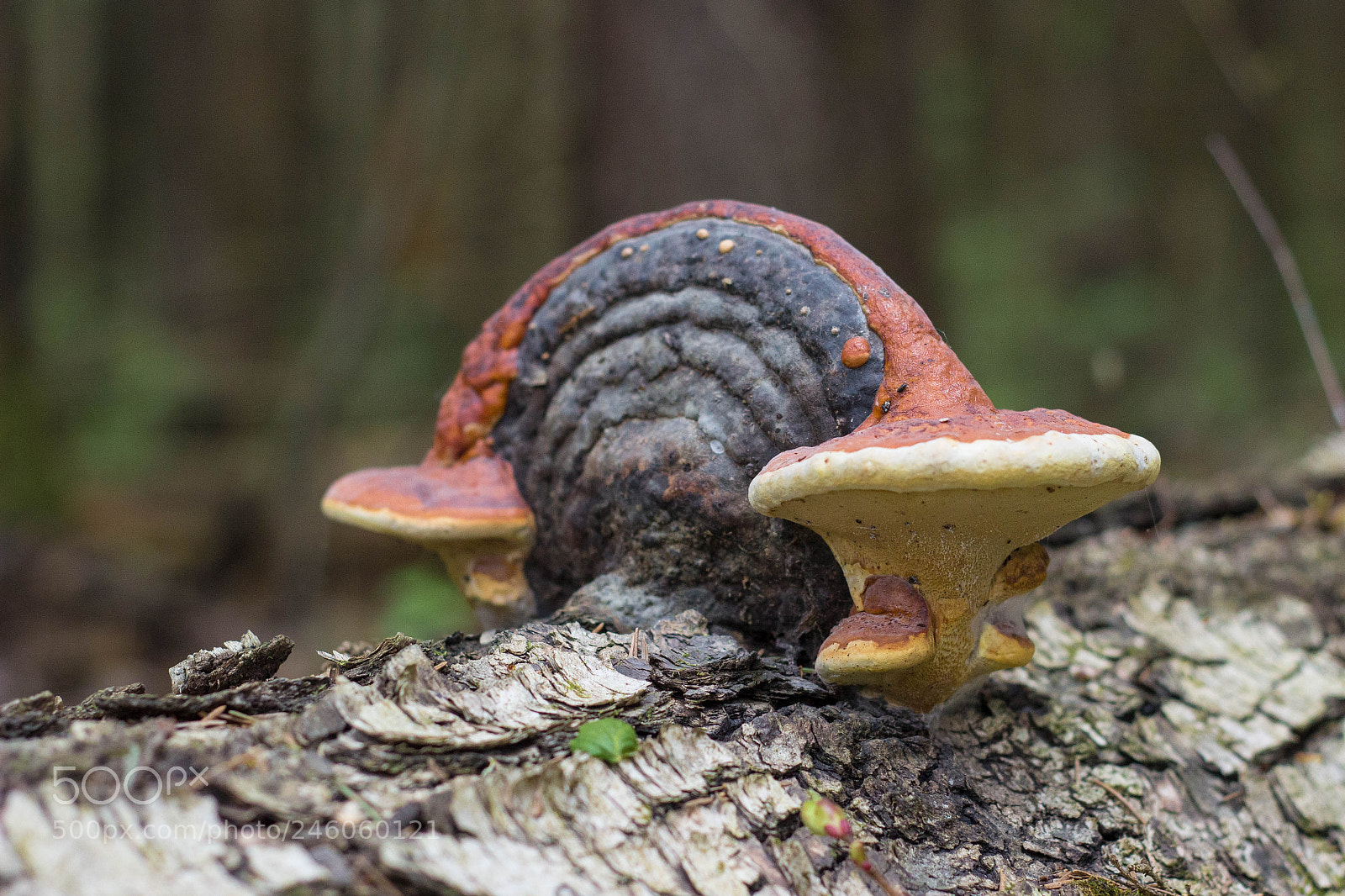 Canon EOS 600D (Rebel EOS T3i / EOS Kiss X5) sample photo. Fomitopsis pinicola photography