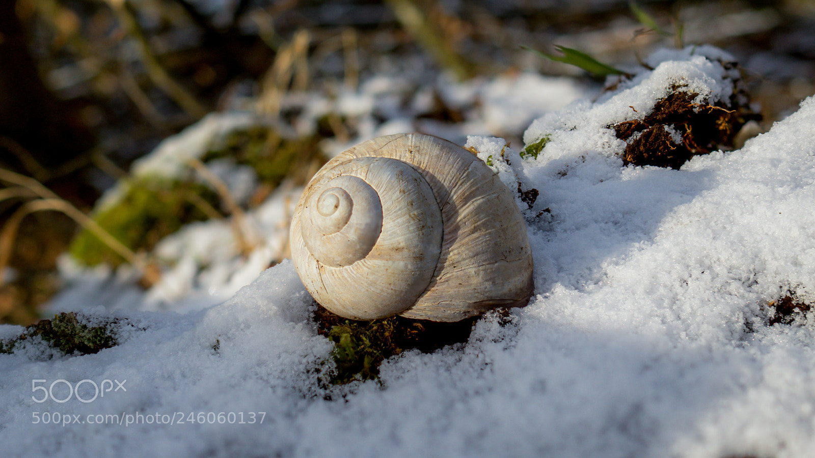 Olympus OM-D E-M1 sample photo. Schnecke photography