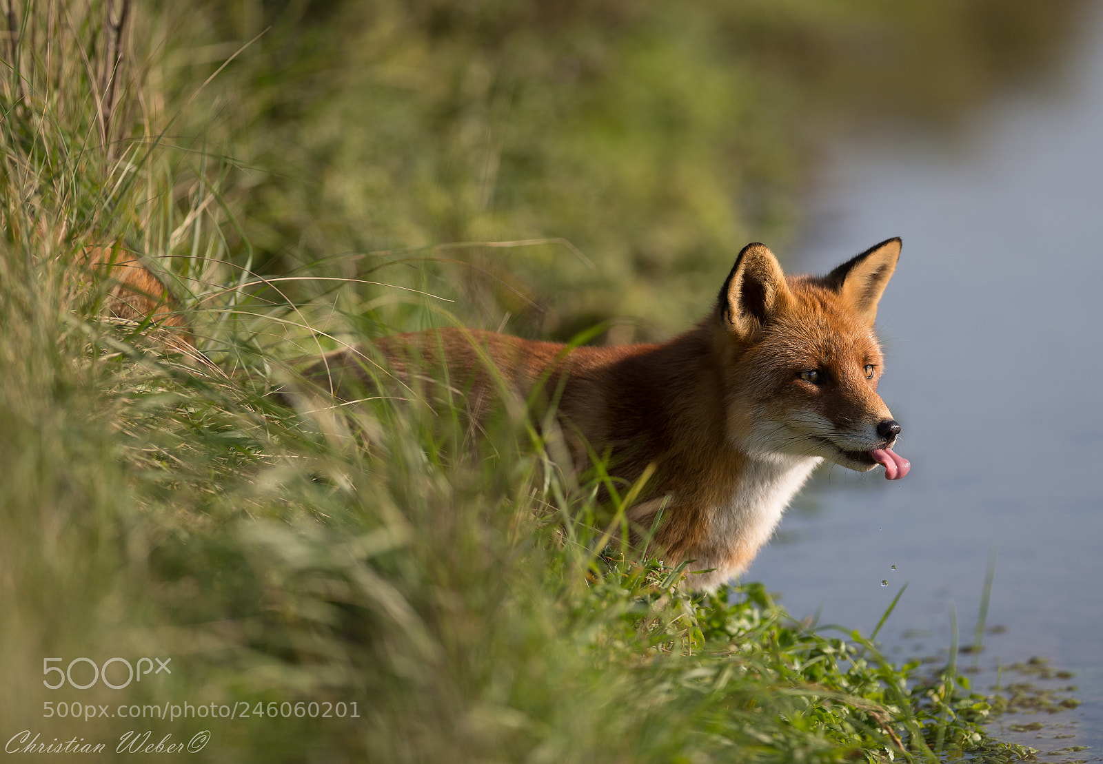 Canon EOS-1D X sample photo. Fuchs photography