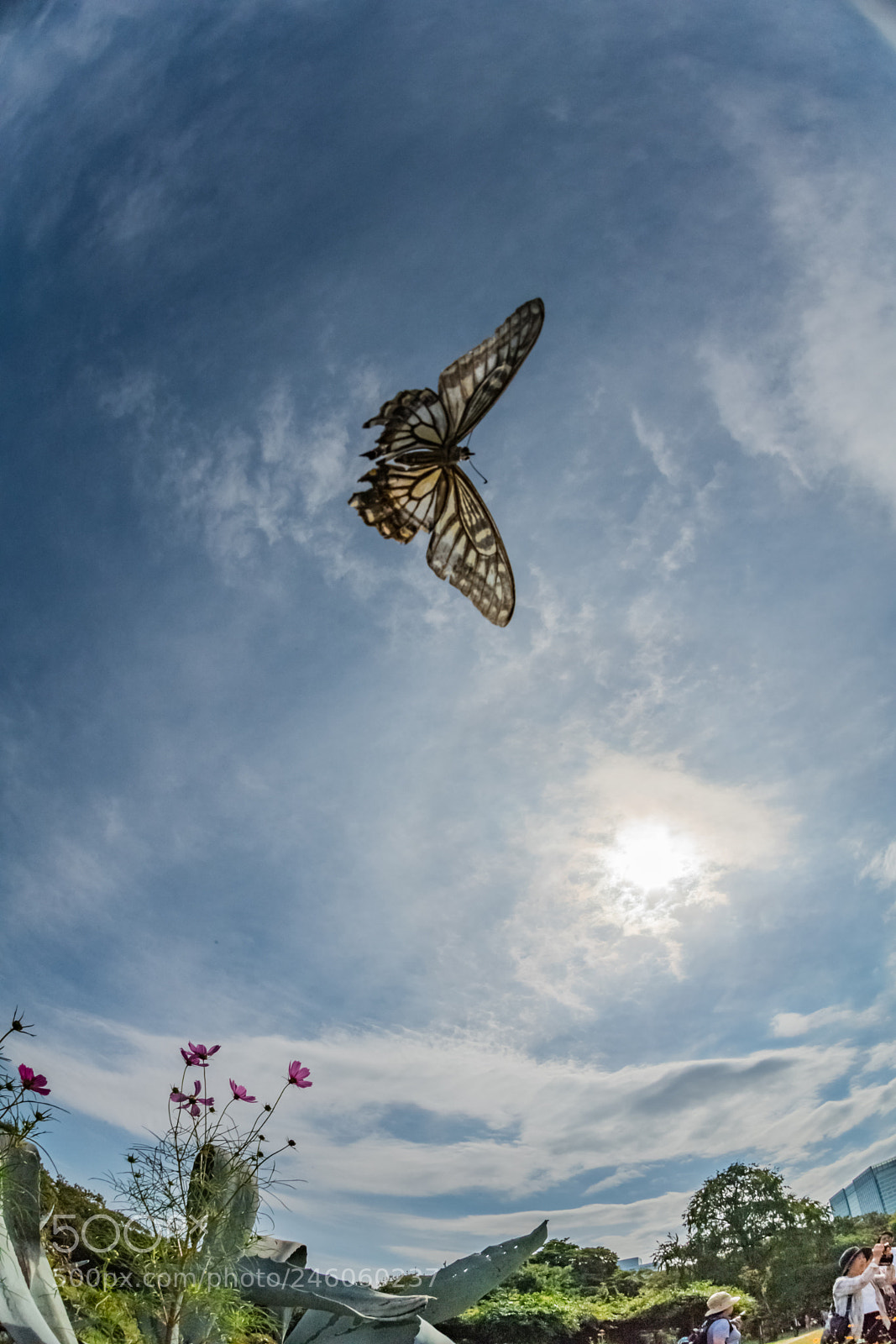 Nikon D5 sample photo. Fly photography