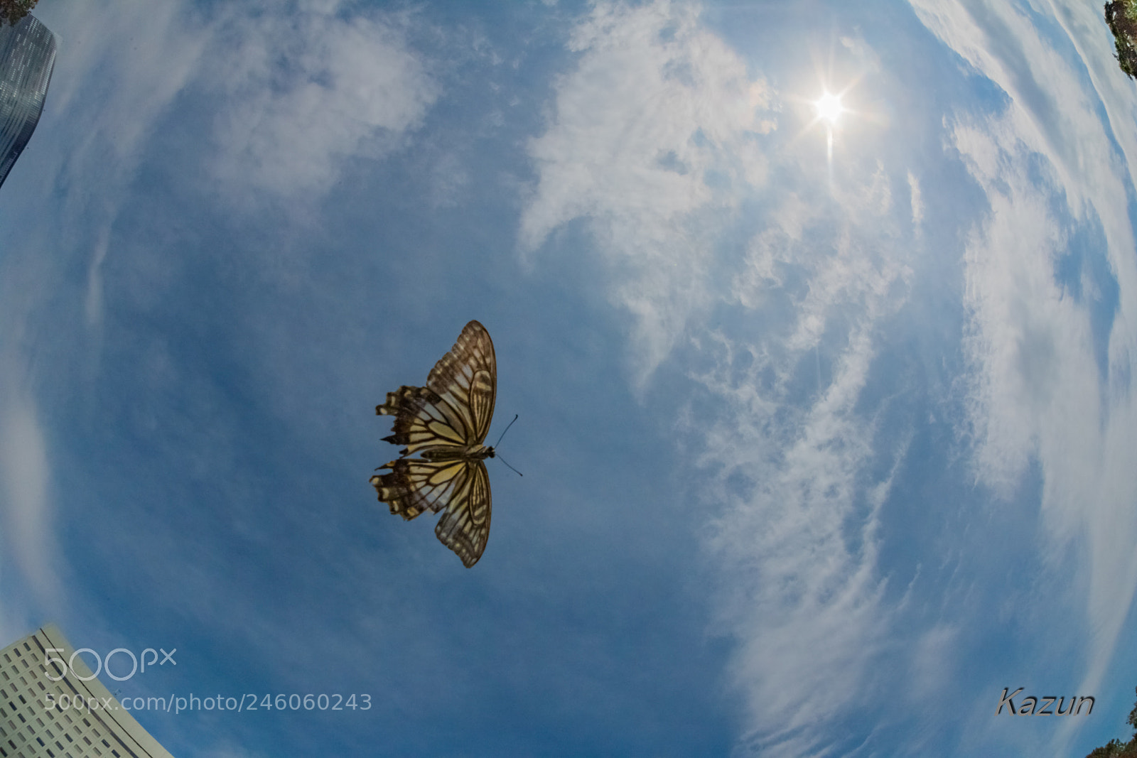 Nikon D5 sample photo. Sky dive! photography