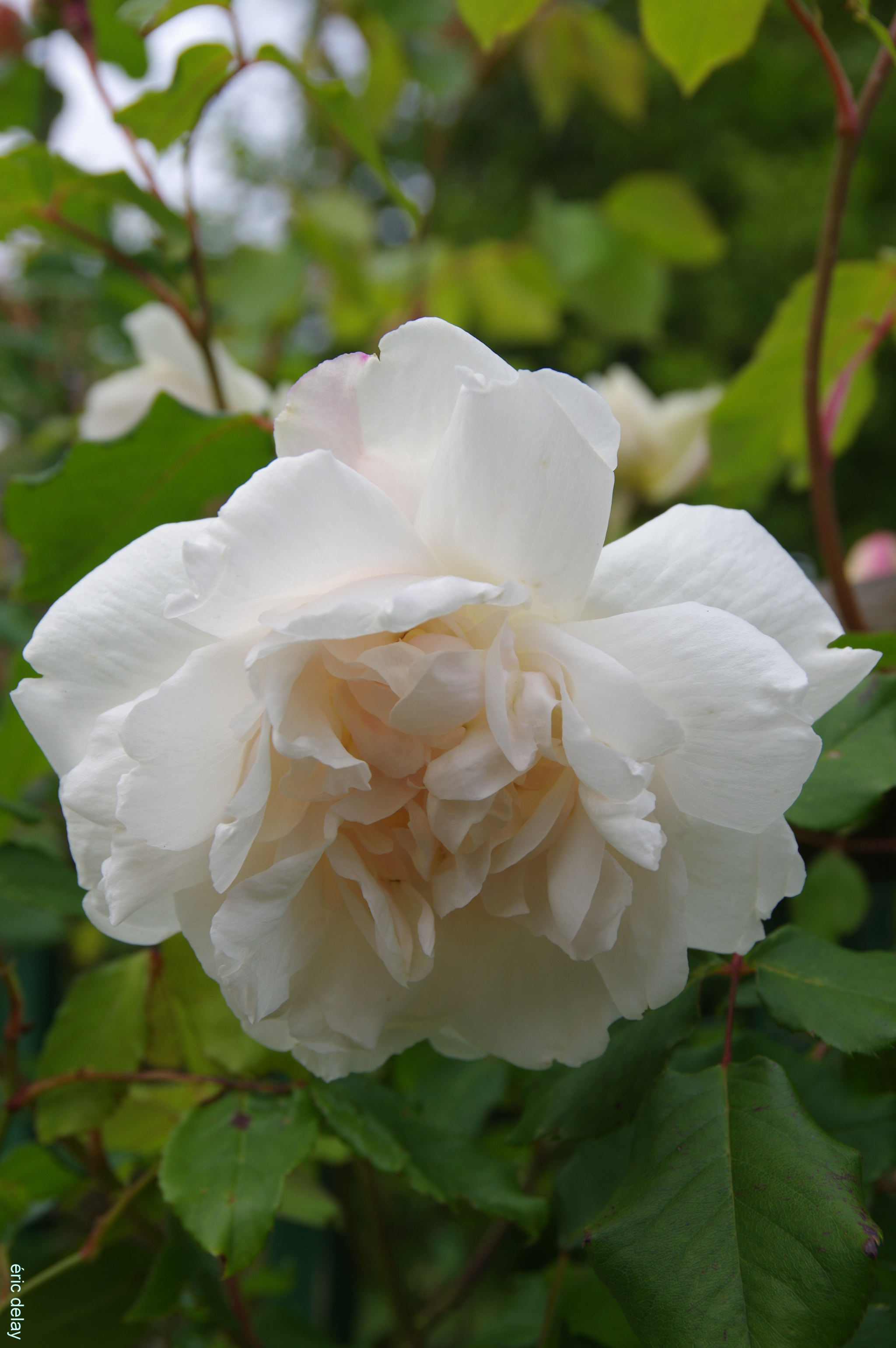 Pentax K-3 sample photo. Rose photography