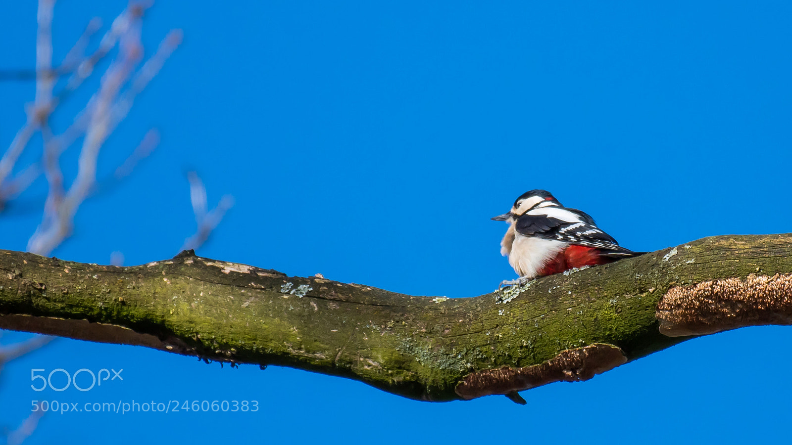 Nikon D500 sample photo. Grote bonte specht photography