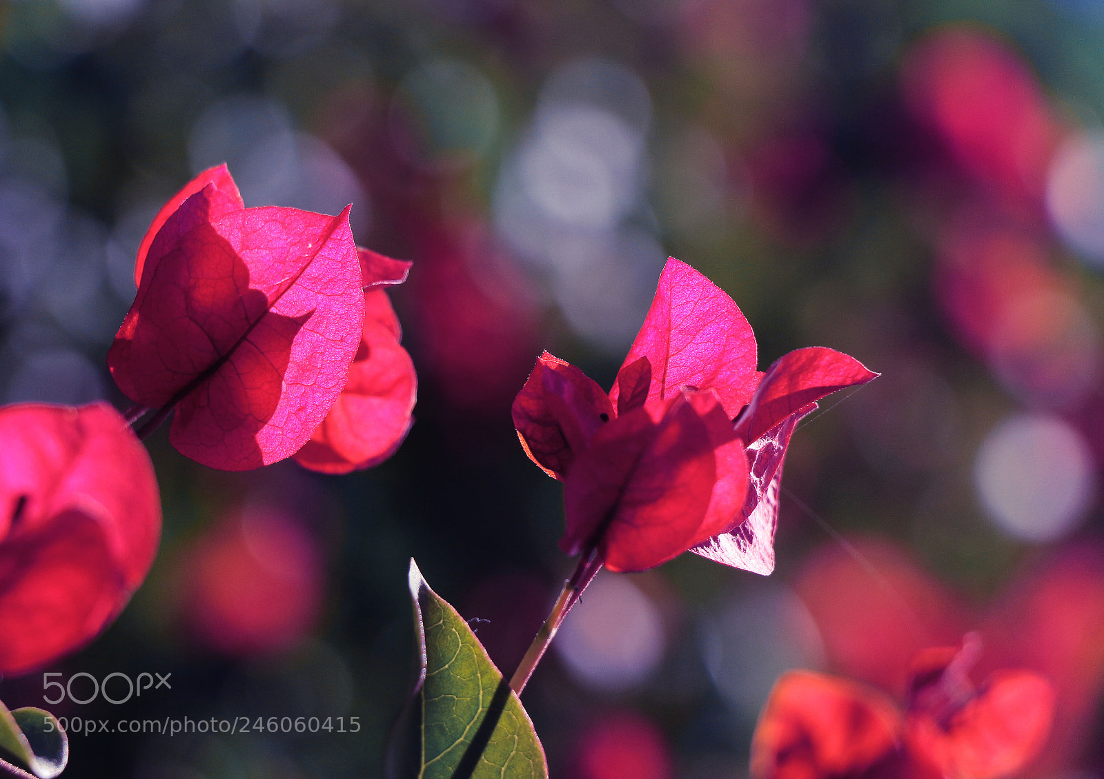 Canon EOS 700D (EOS Rebel T5i / EOS Kiss X7i) sample photo. Bougainvillea and bokeh photography