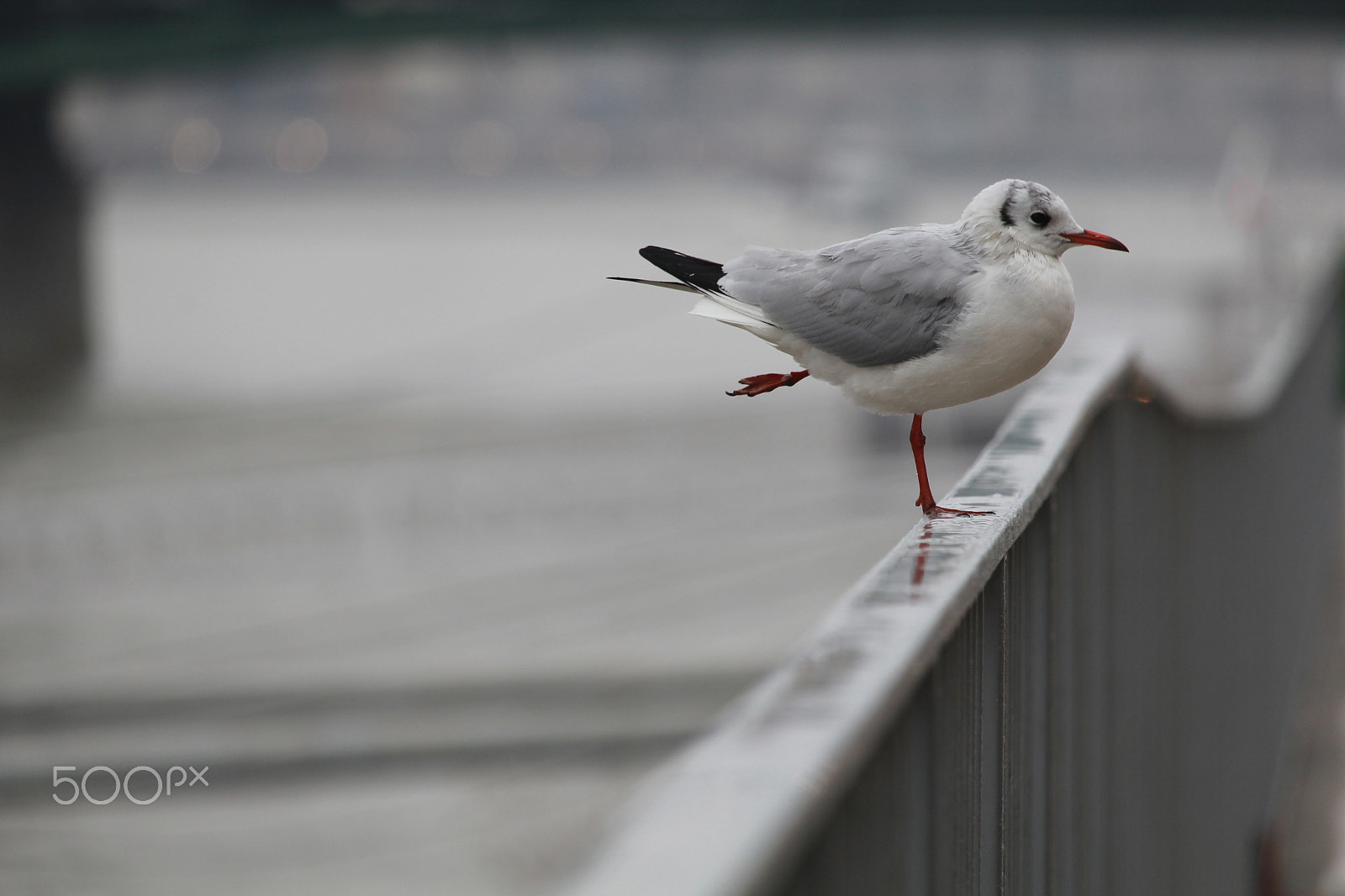 Canon EOS 1200D (EOS Rebel T5 / EOS Kiss X70 / EOS Hi) + Canon EF-S 55-250mm F4-5.6 IS STM sample photo. Seagull photography