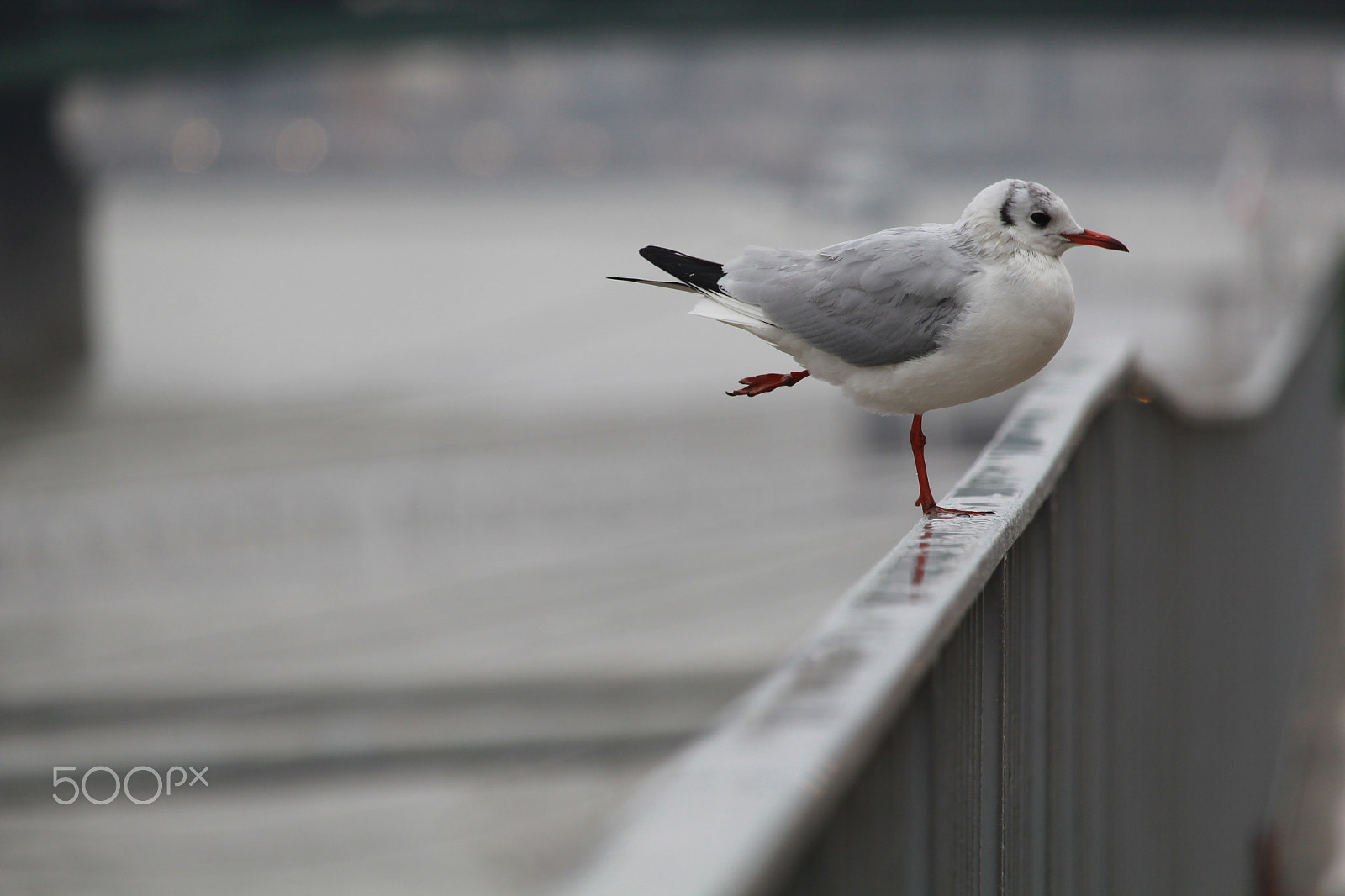 Canon EF-S 55-250mm F4-5.6 IS STM sample photo. Seagull photography