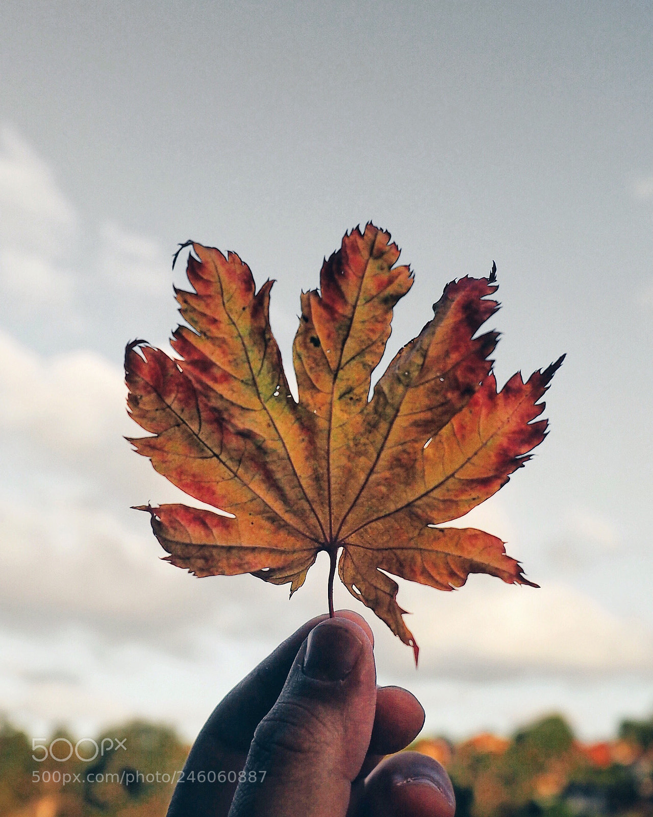 Olympus OM-D E-M5 II sample photo. Autumn is almost here! photography