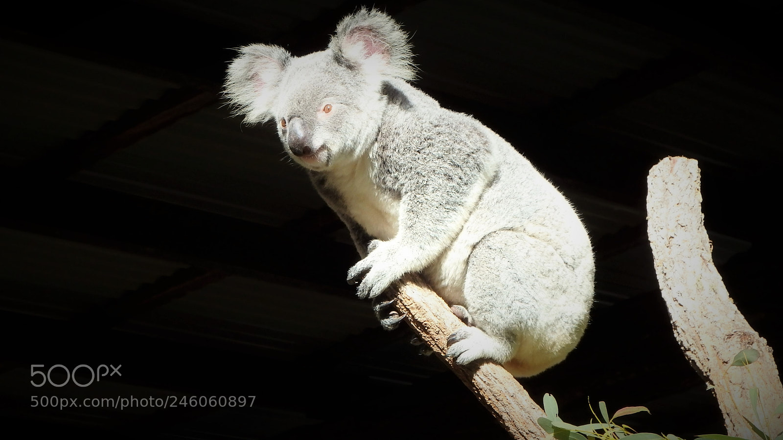 Olympus SP-100EE sample photo. Koala photography