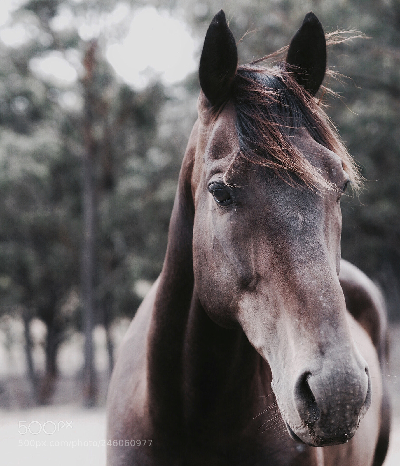Olympus OM-D E-M5 II sample photo. Beautiful creatures ? photography