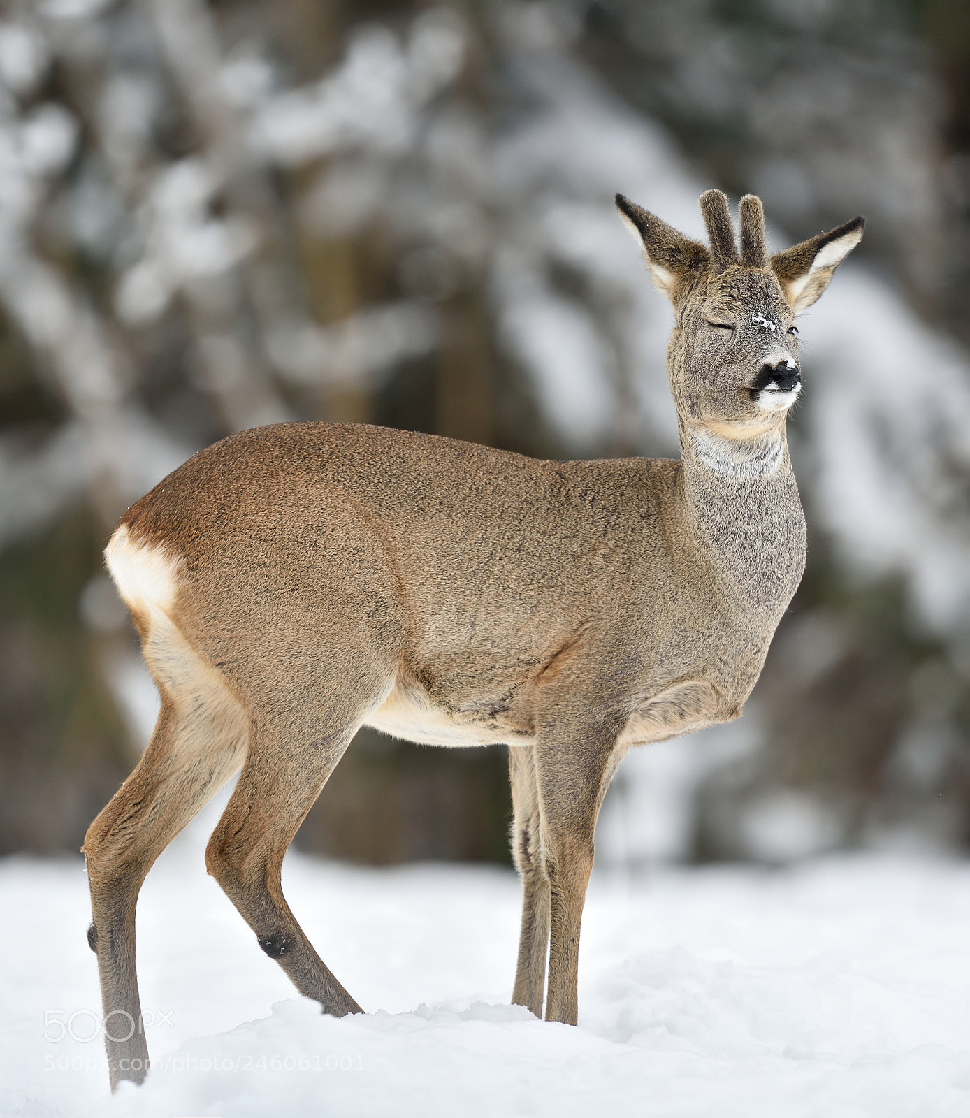 Nikon D4S sample photo. Roebuck enjoying the winter photography