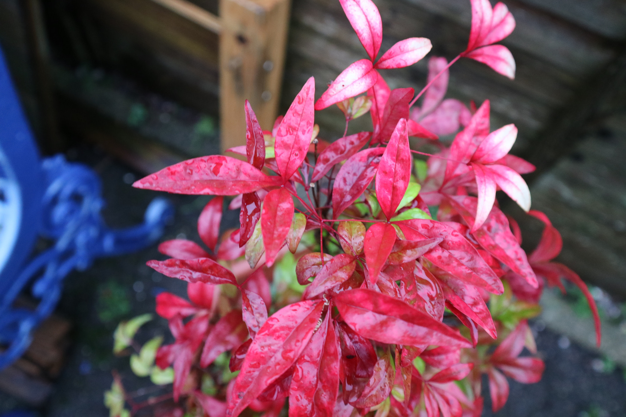 Canon EOS M3 sample photo. Pink flower photography