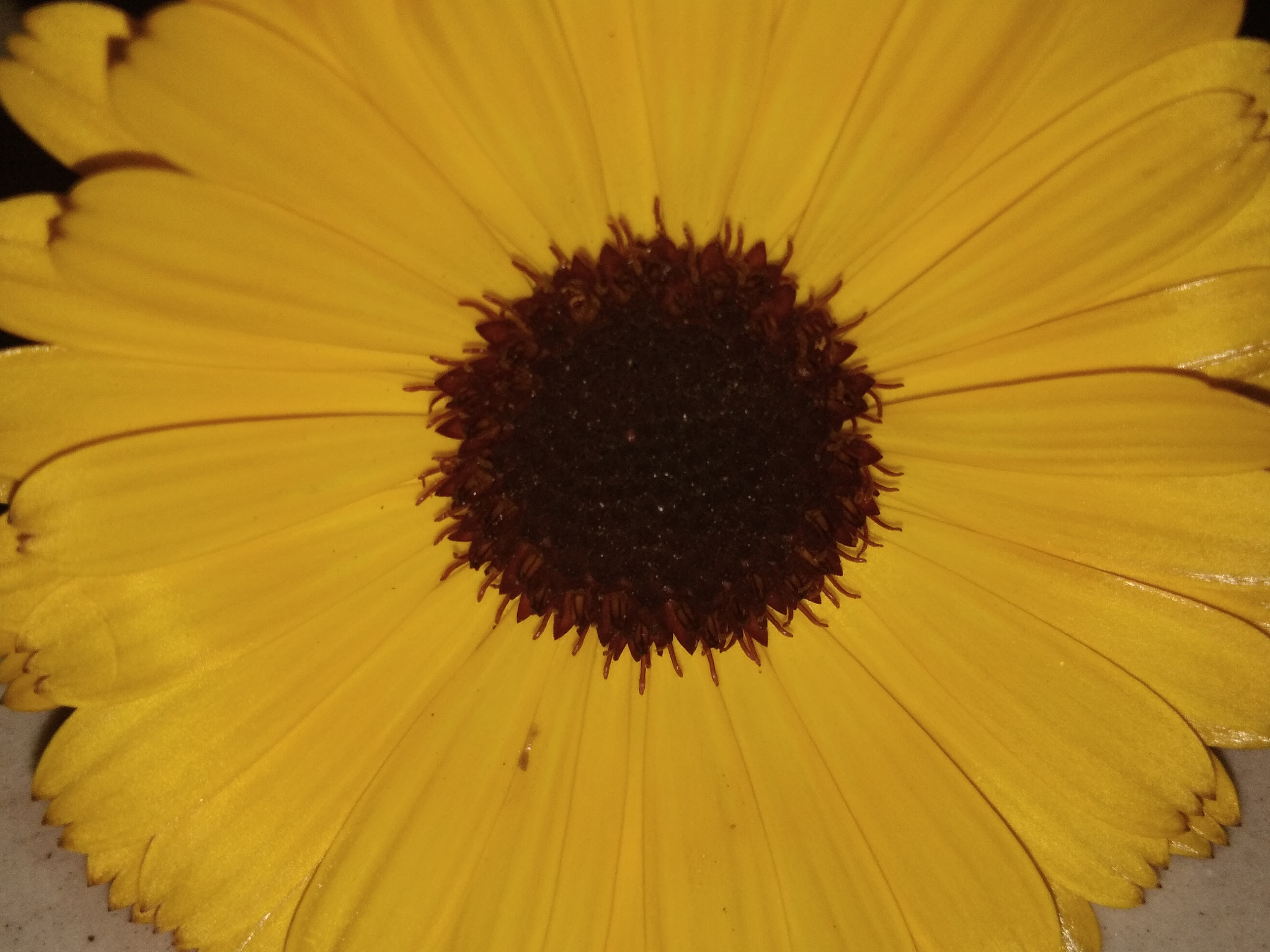 vivo Y55s sample photo. Sunflower photography