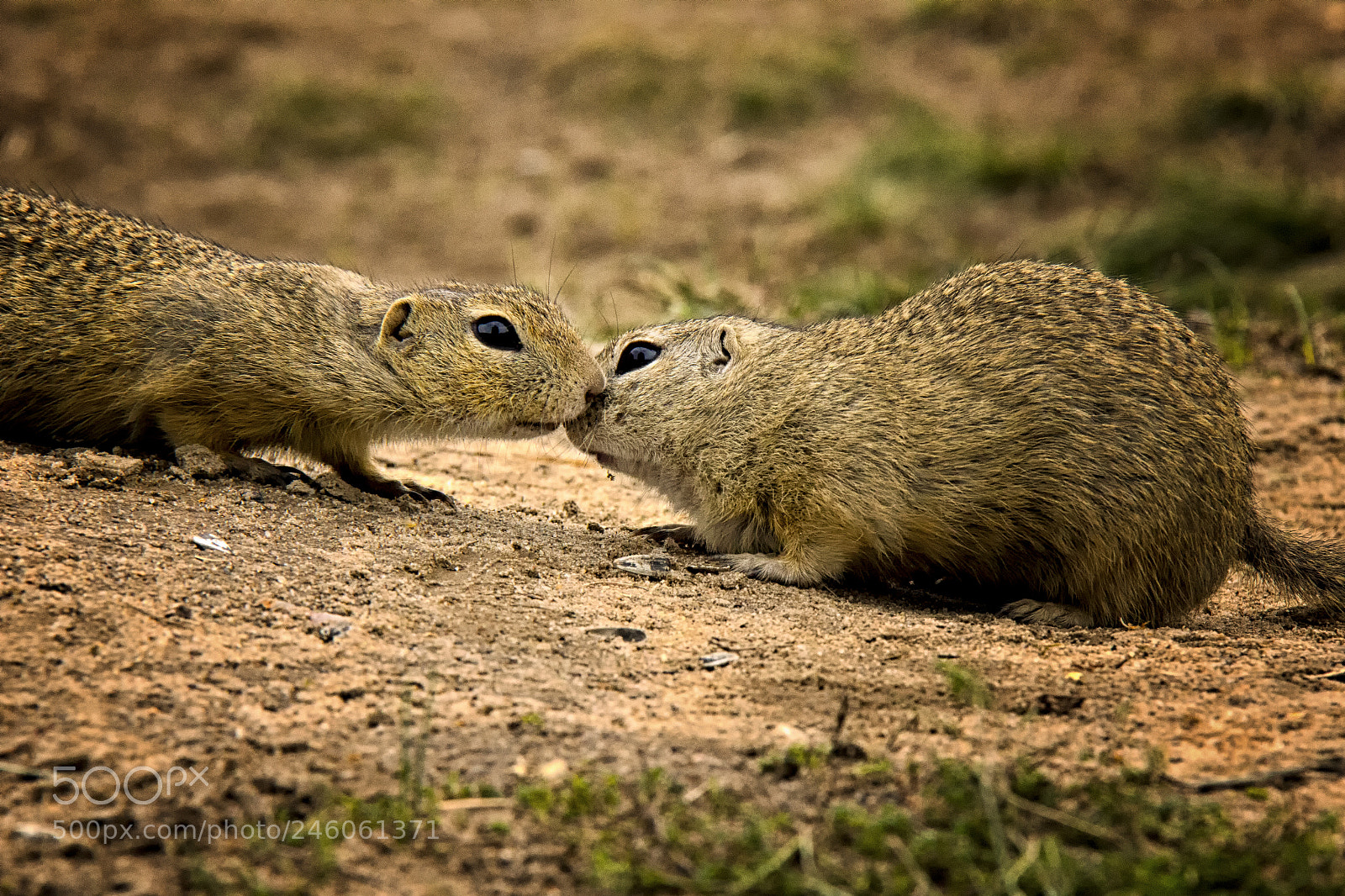 Canon EOS 550D (EOS Rebel T2i / EOS Kiss X4) sample photo. Happy valentines day... <3 photography