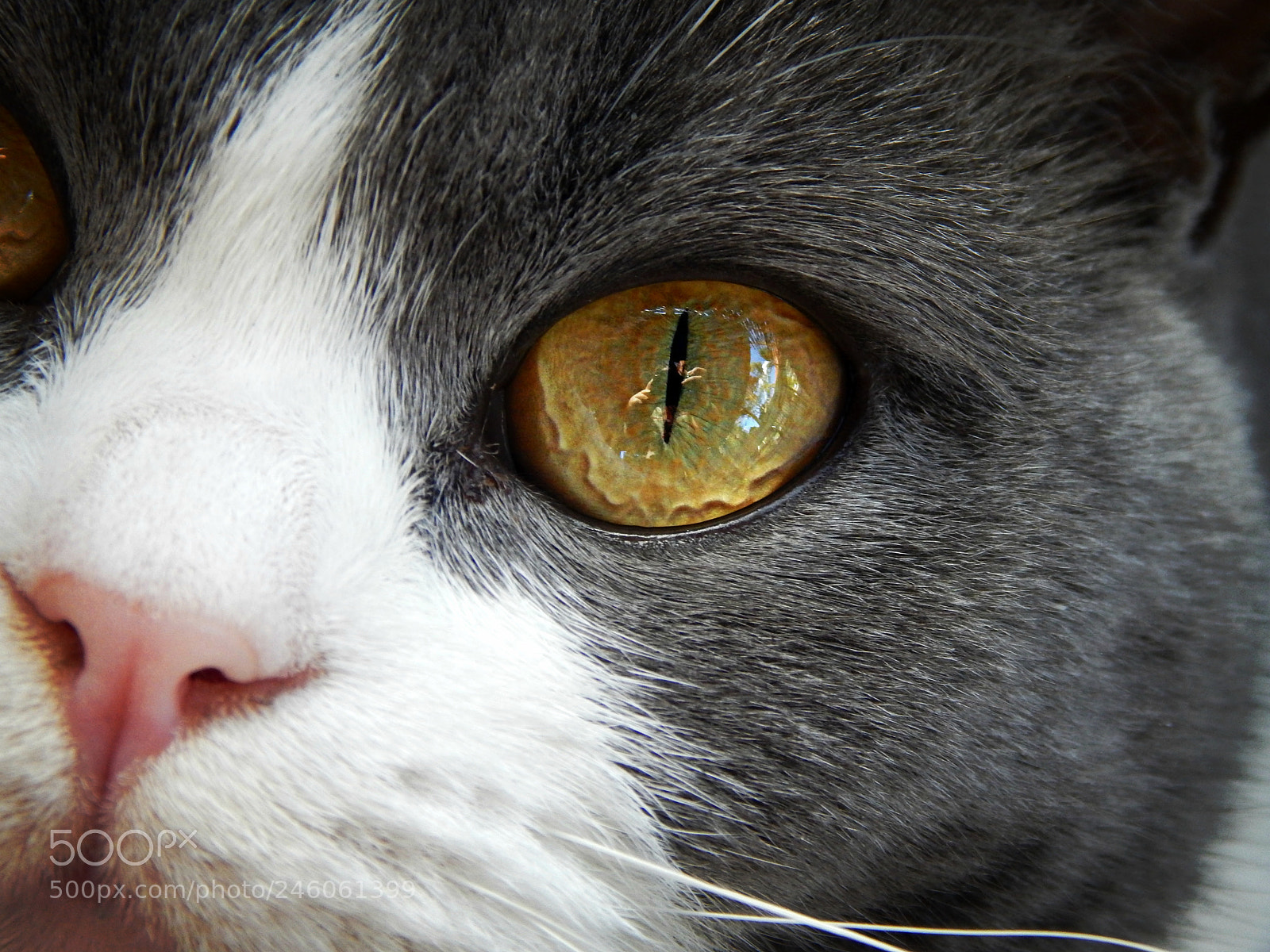 Nikon Coolpix L830 sample photo. Cat eye photography
