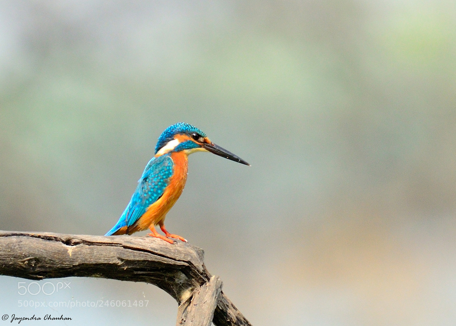 Nikon D5100 sample photo. King fisher photography