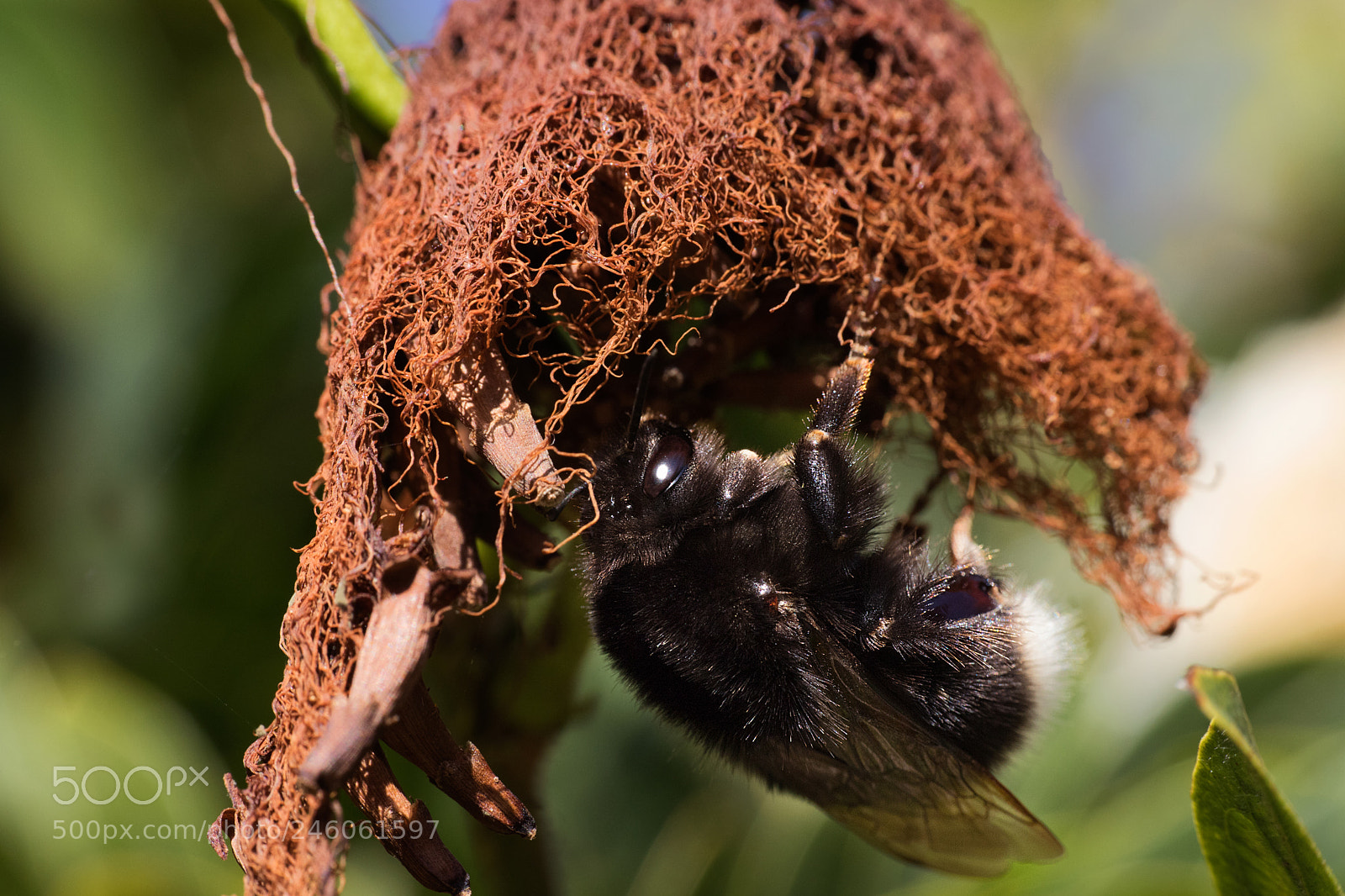 Canon EOS 6D Mark II sample photo. Bumblebee at work photography