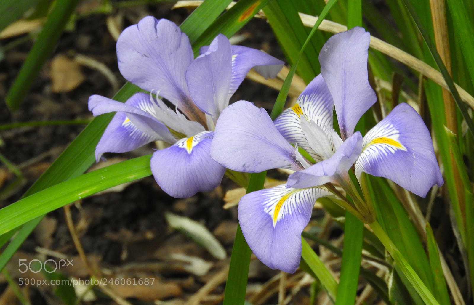 Nikon Coolpix B700 sample photo. Spring flowers photography