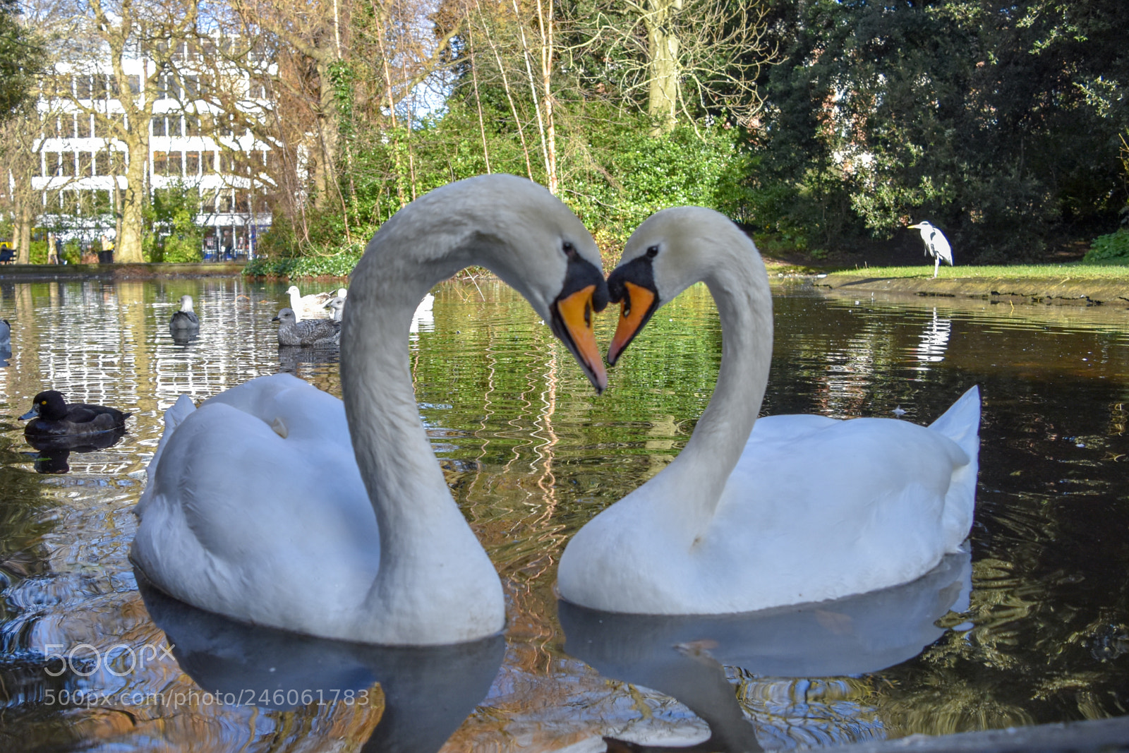 Nikon D5500 sample photo. Happy valentines day! photography