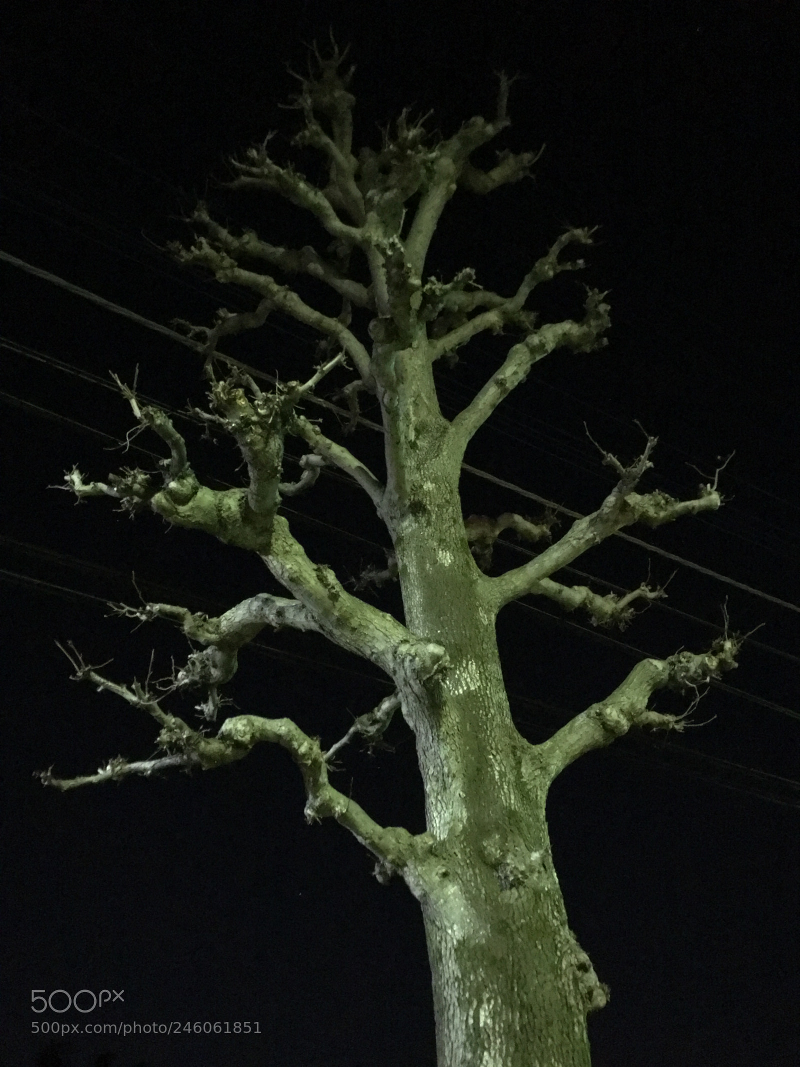 Apple iPhone 6s Plus sample photo. Winter2018 tree photography
