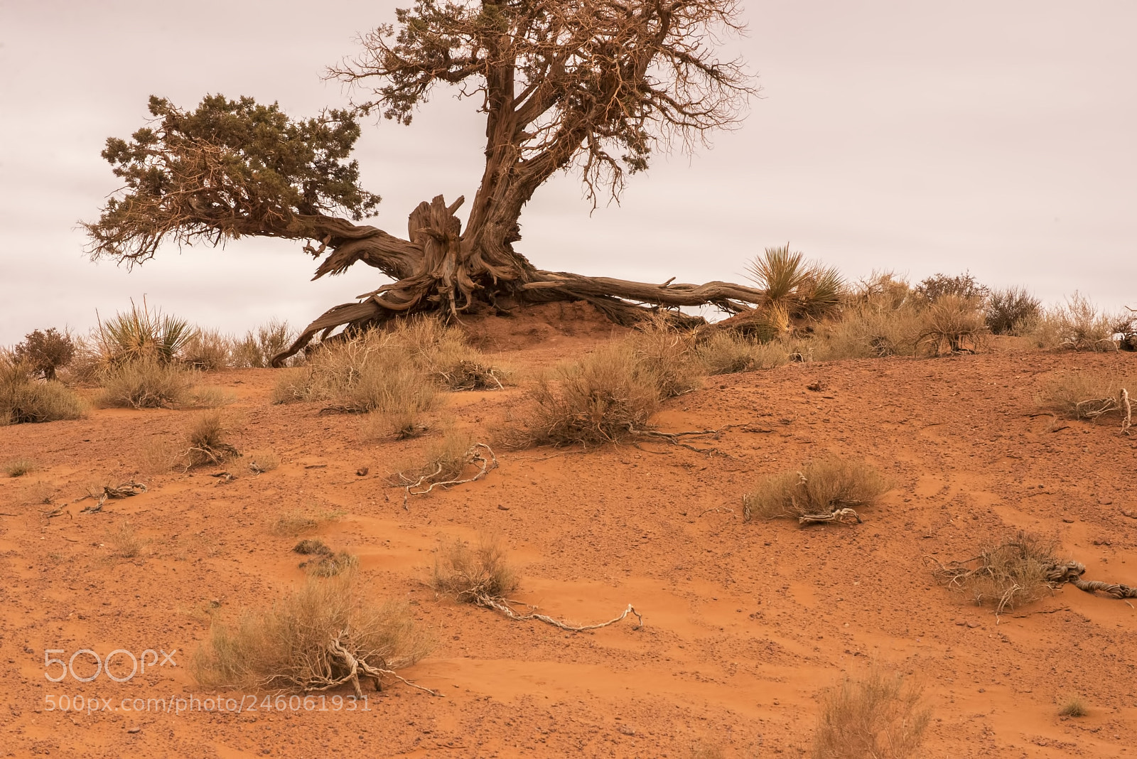 Nikon D600 sample photo. Gnarled! (1) photography