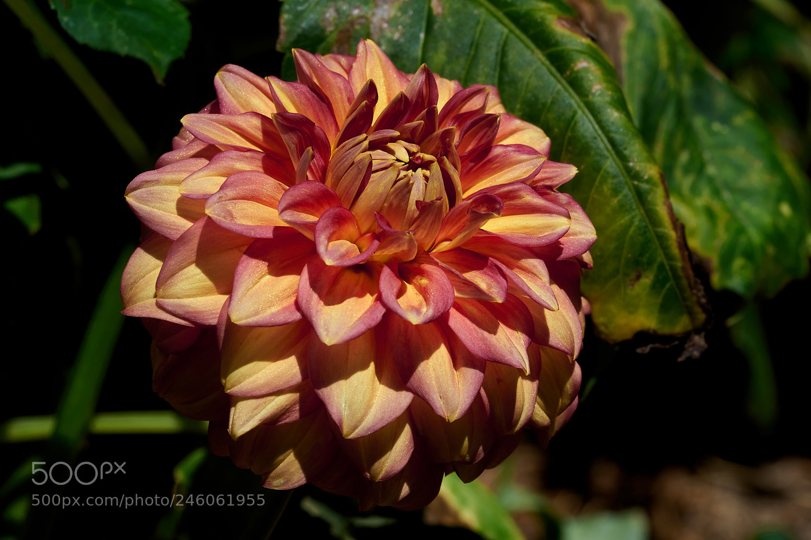 Sony a7 sample photo. Abg_180211_04 photography