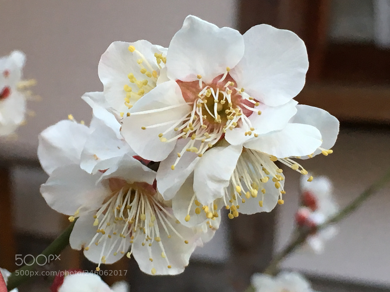 Apple iPhone 6s Plus sample photo. Winter2018 flowers photography
