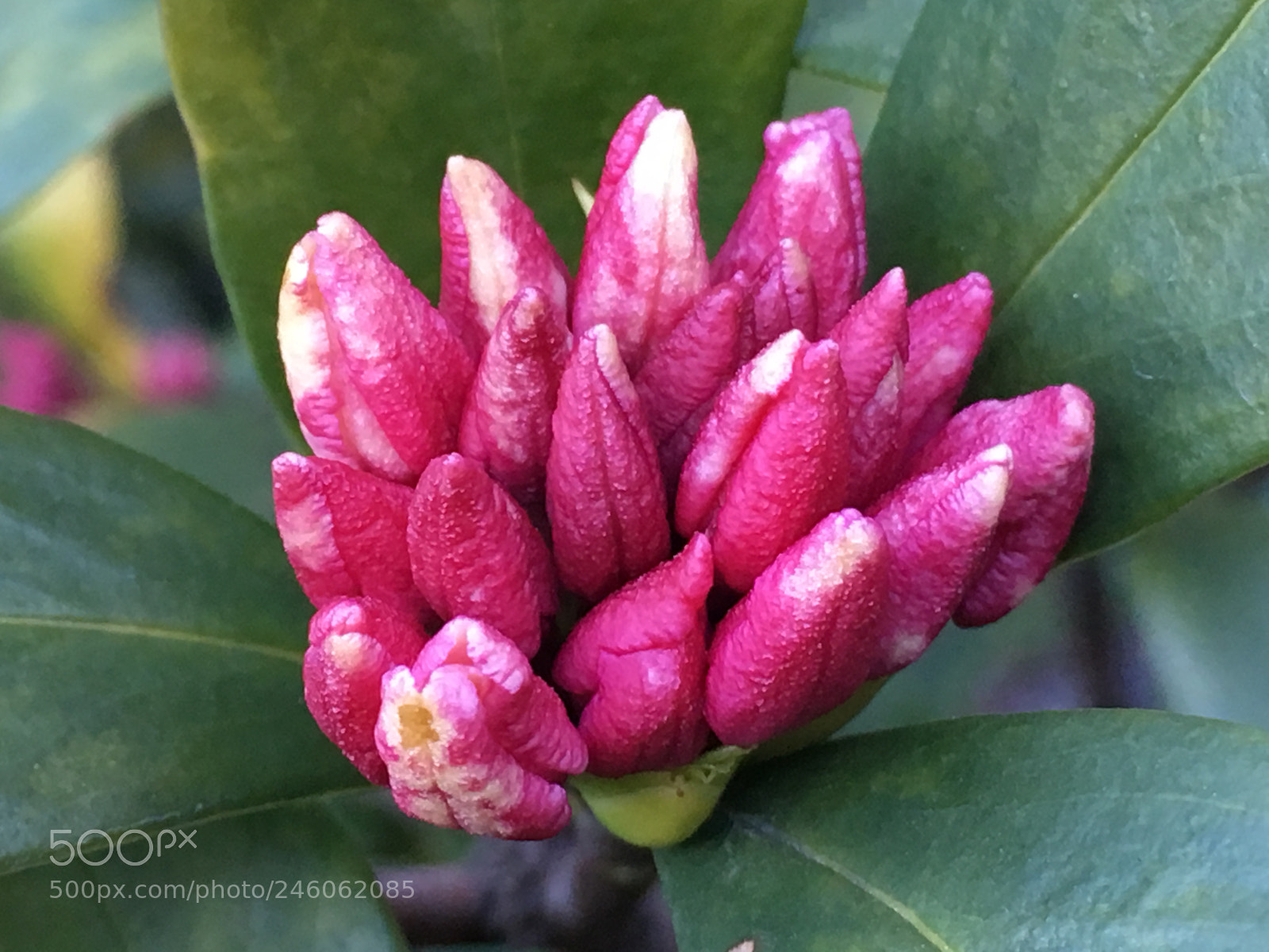 Apple iPhone 6s Plus sample photo. Winter2018 flowerbuds photography