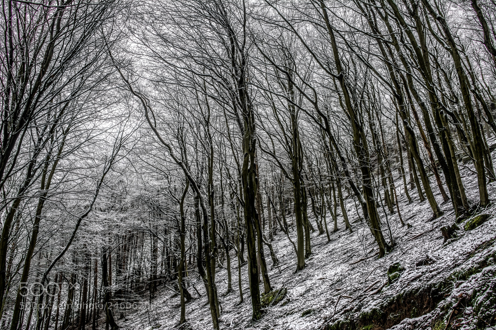 Nikon D7100 sample photo. Forest33 photography